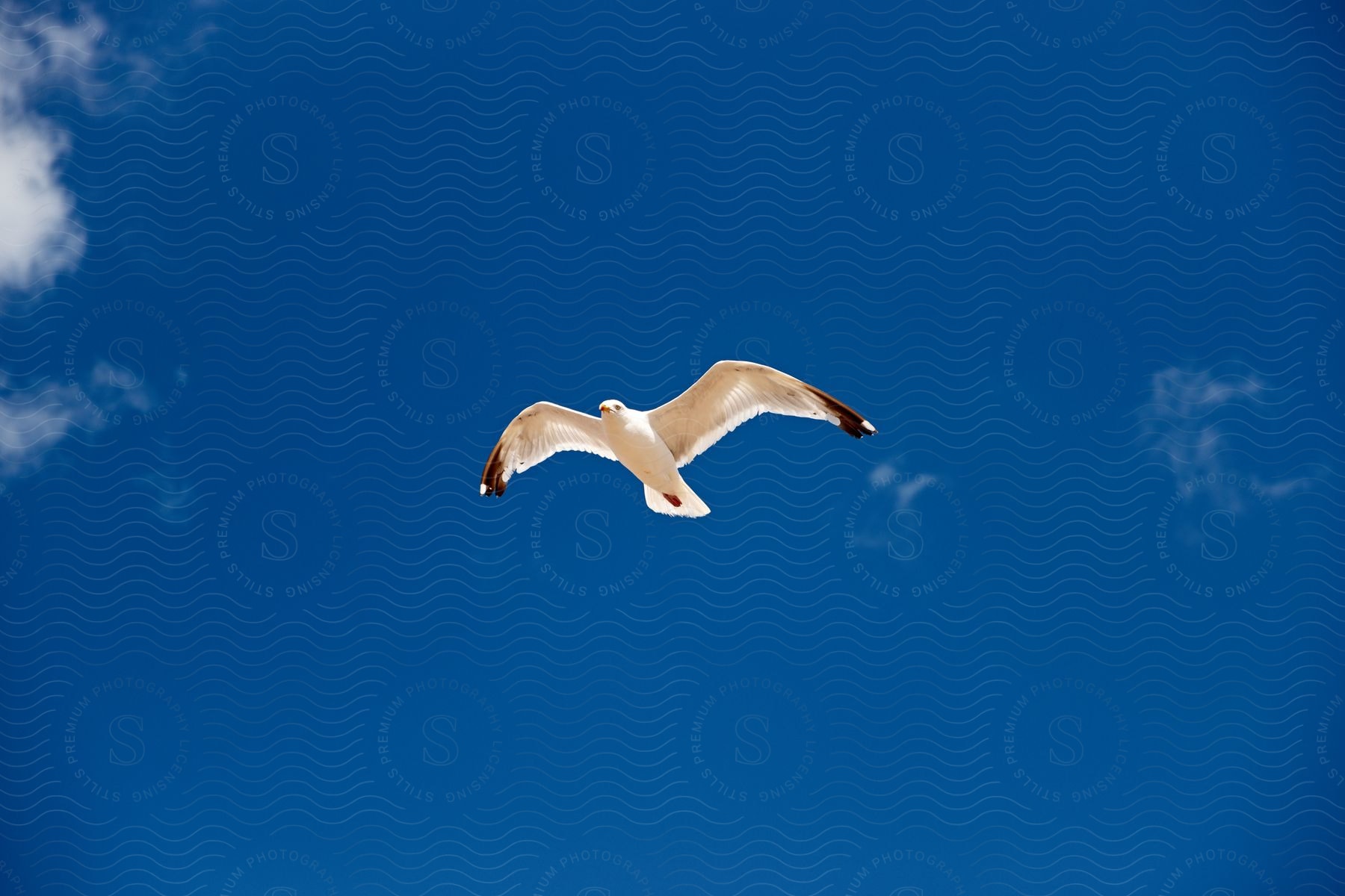 A white seagull flying in a deep blue sky