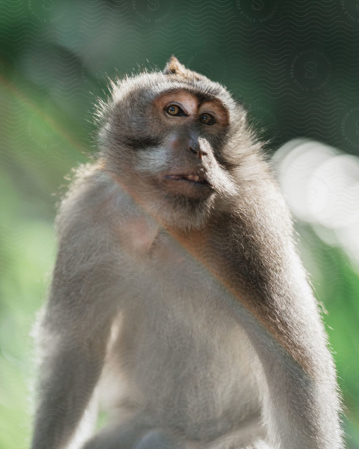 A view of a monkey outdoors on a sunny day