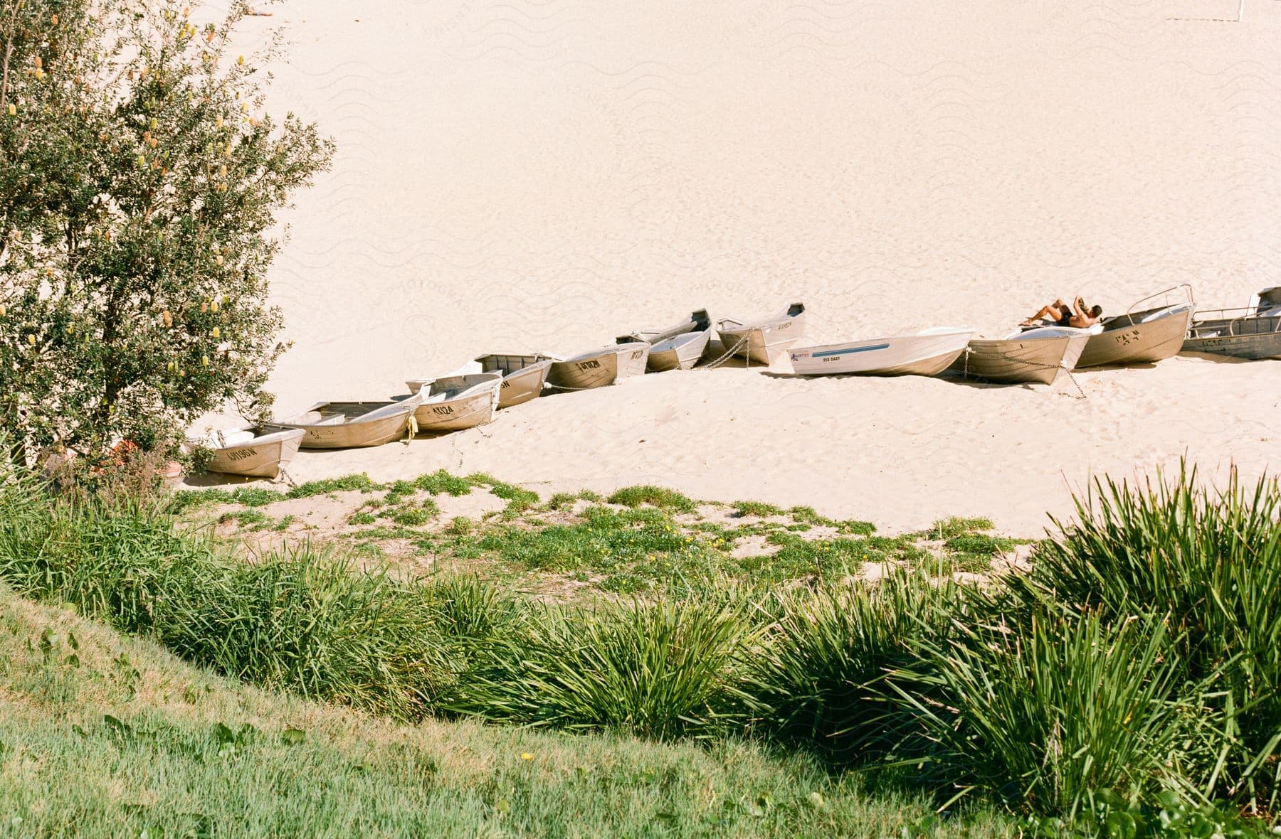 About a dozen wooden rowboats are lined up in a row on a sandy beach near some grass.