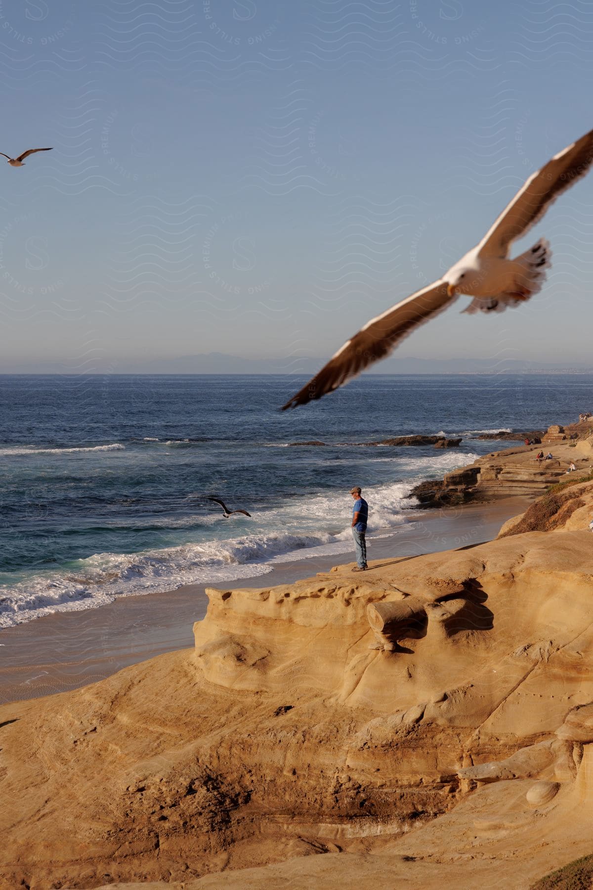 A person stands on the edge of a small sand hill in front of the beach watching the ocean while seagulls fly around.