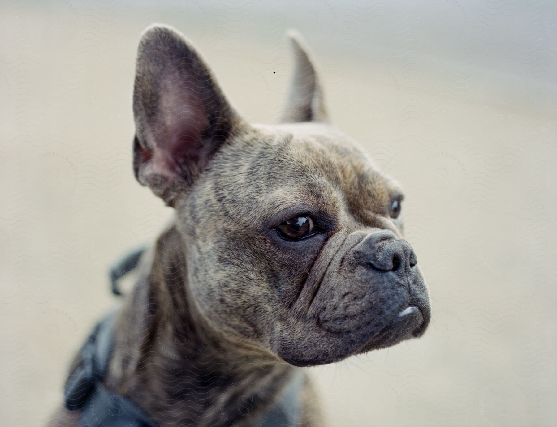 French bulldog looking to its side