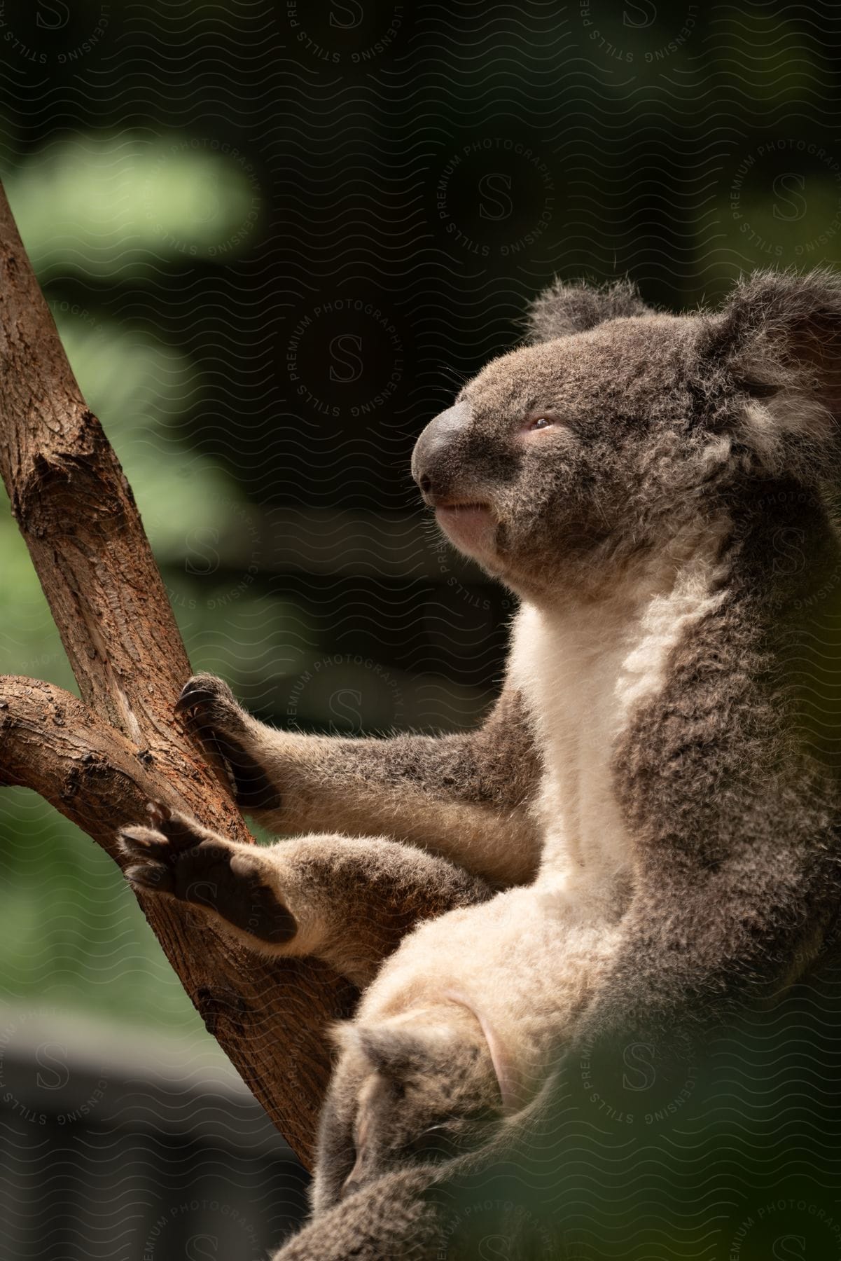 Koala sitting on a tree trunk in daylight