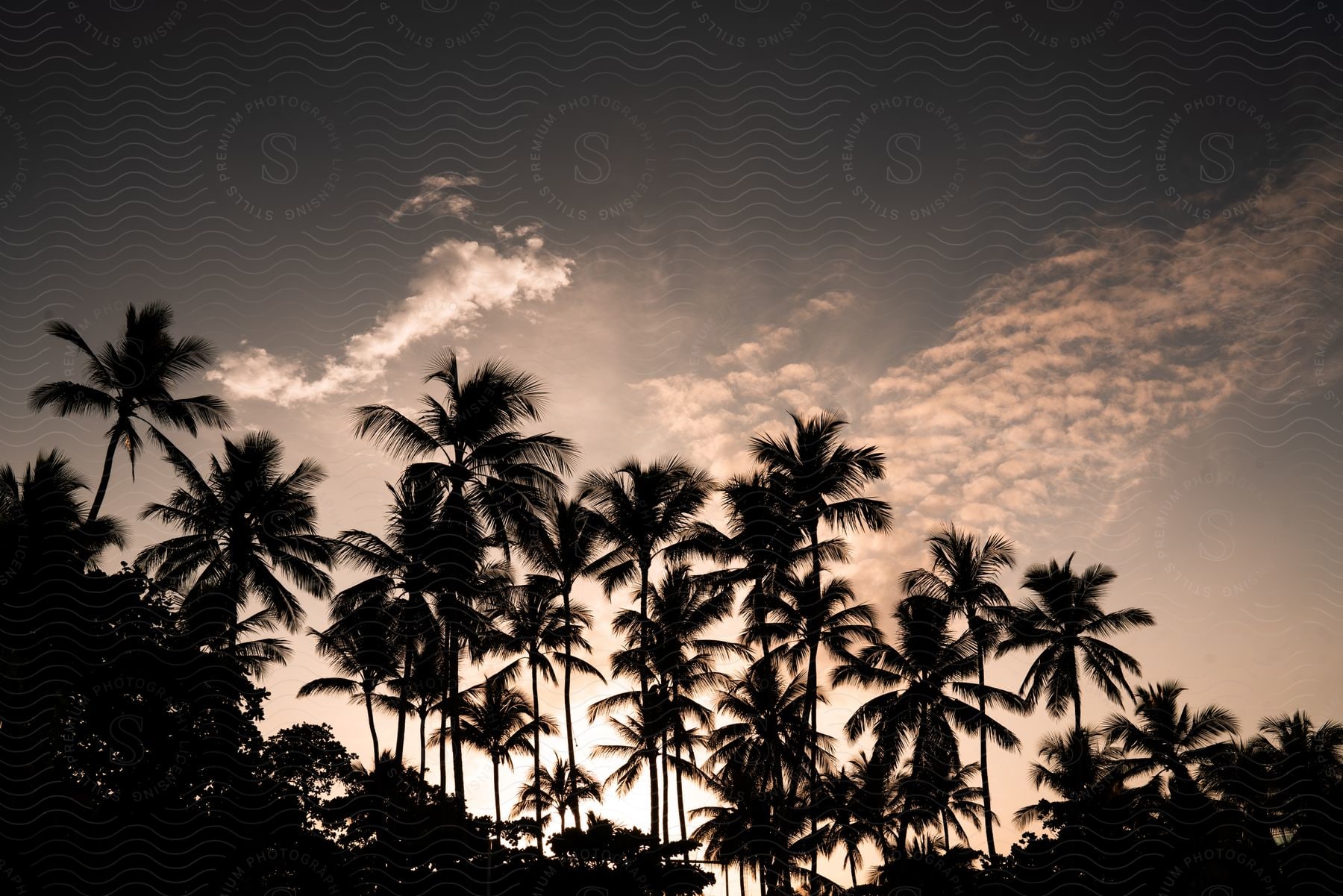 Silhouettes of palm trees against a cloudy twilight sky.