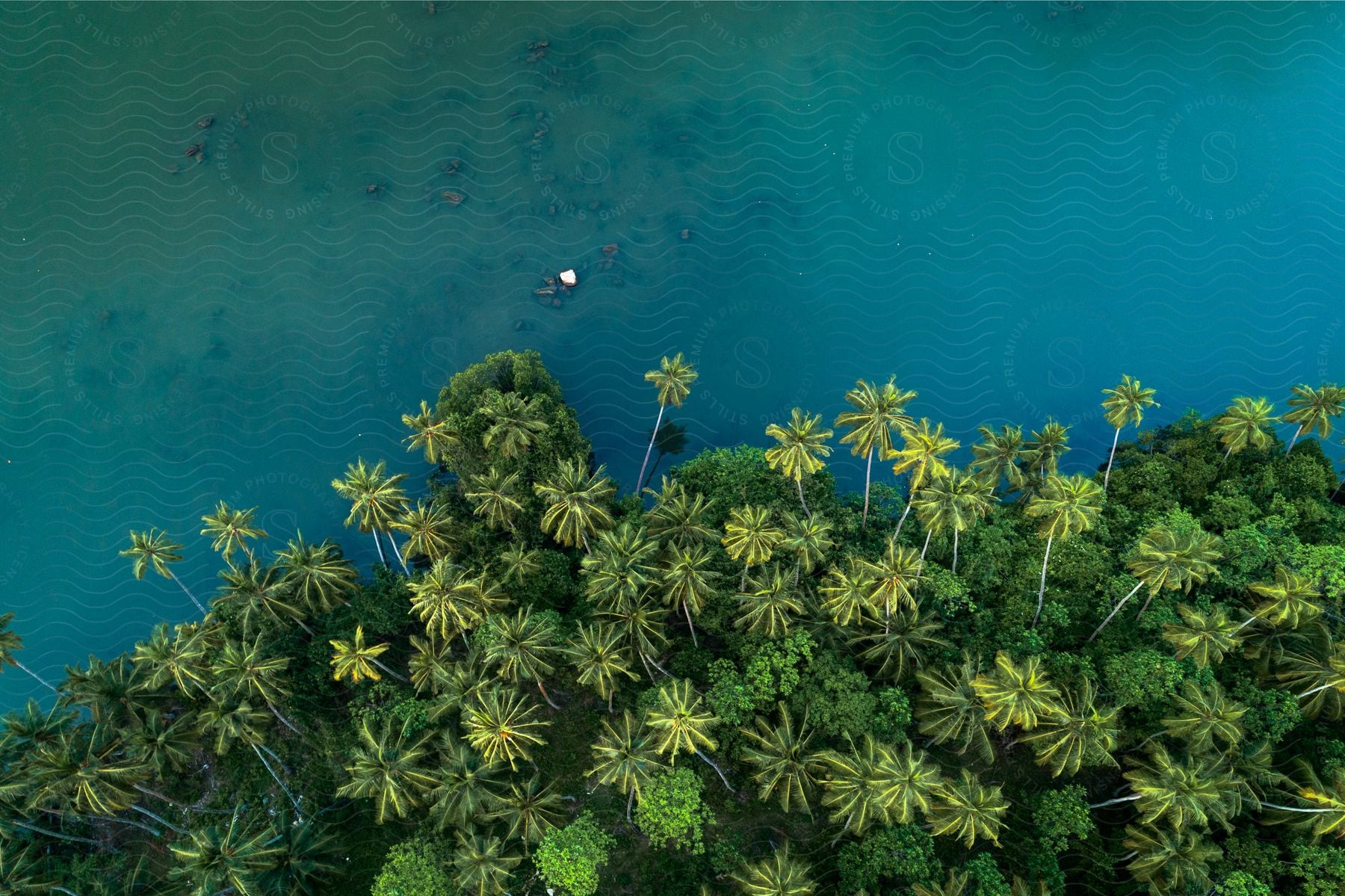 Tropical plants and trees along the clear blue water coast