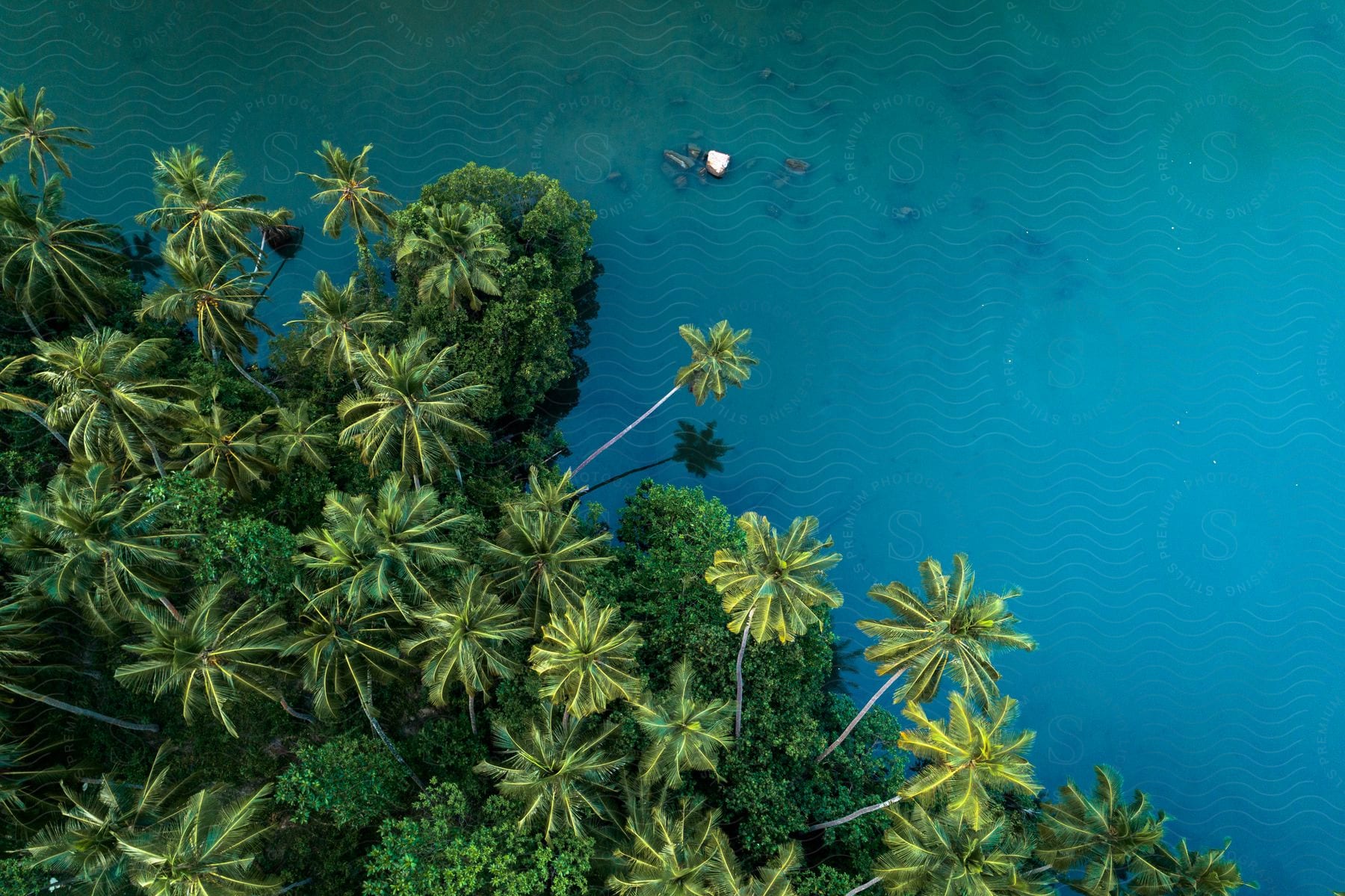 Tropical plants and trees along the coast with clear blue water