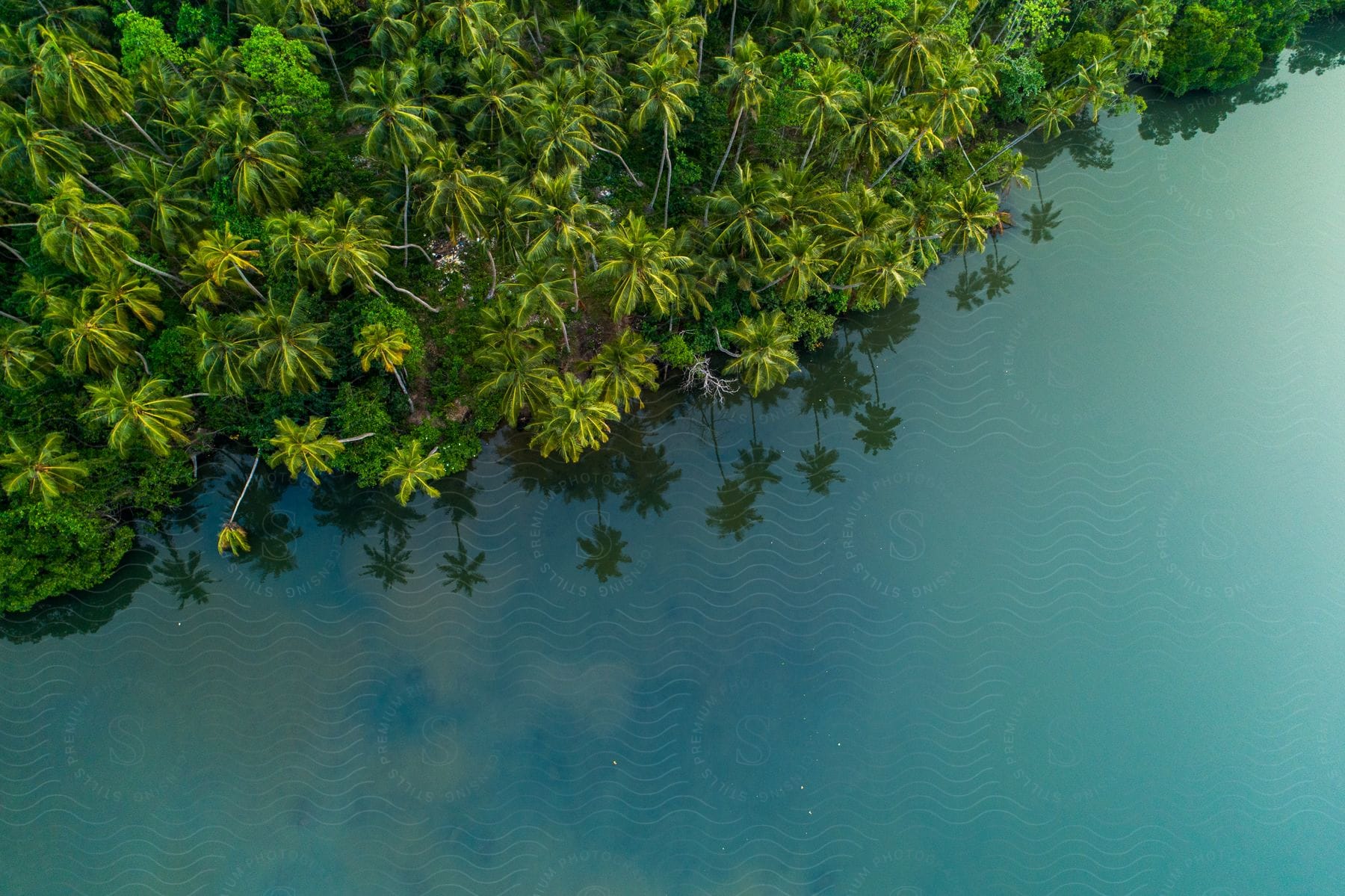 Aerial of a dense tropical forest of palm trees on the edge of a calm, clear body of water.