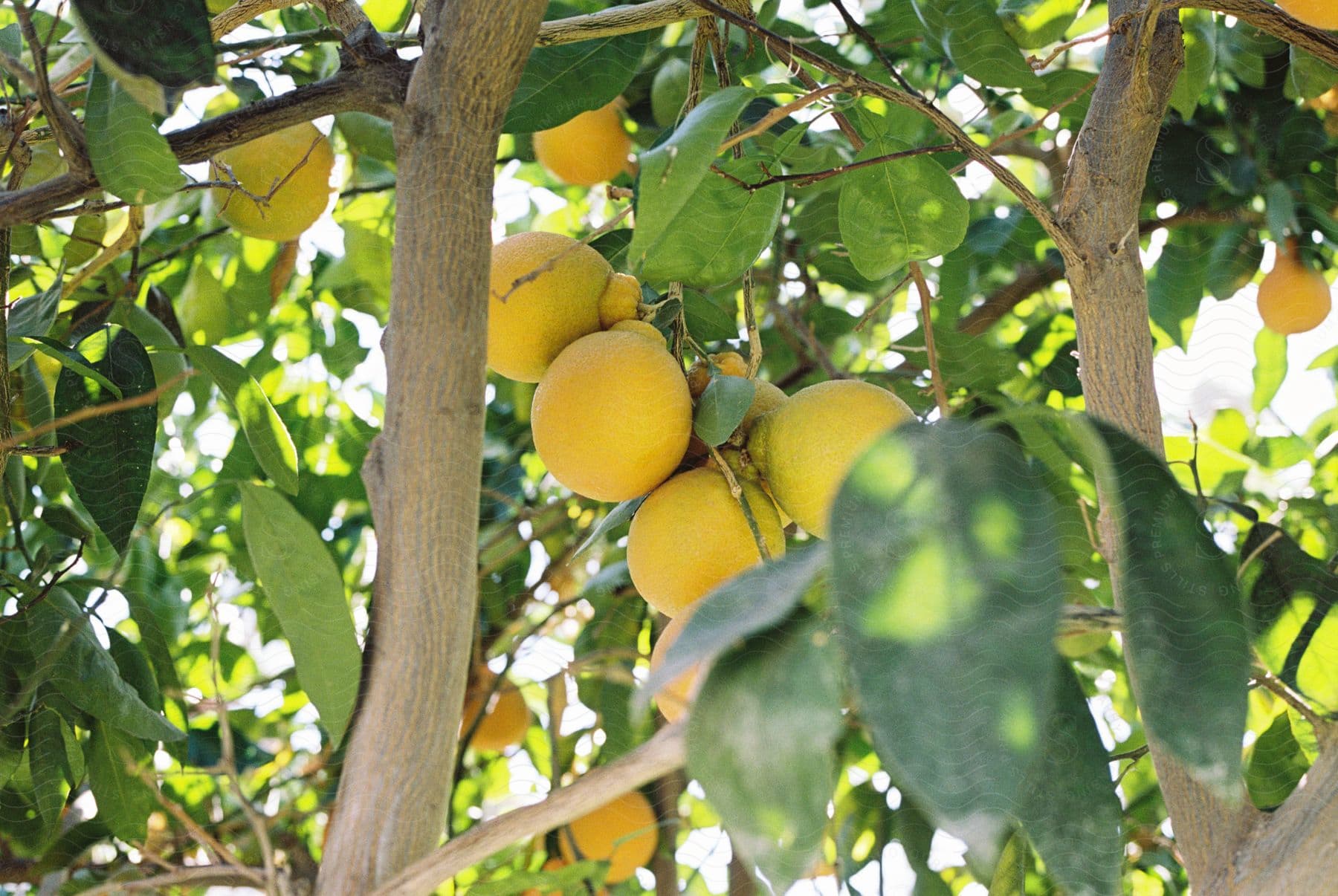 Stock photo of a bunch of lemons growing on a tree outdoors