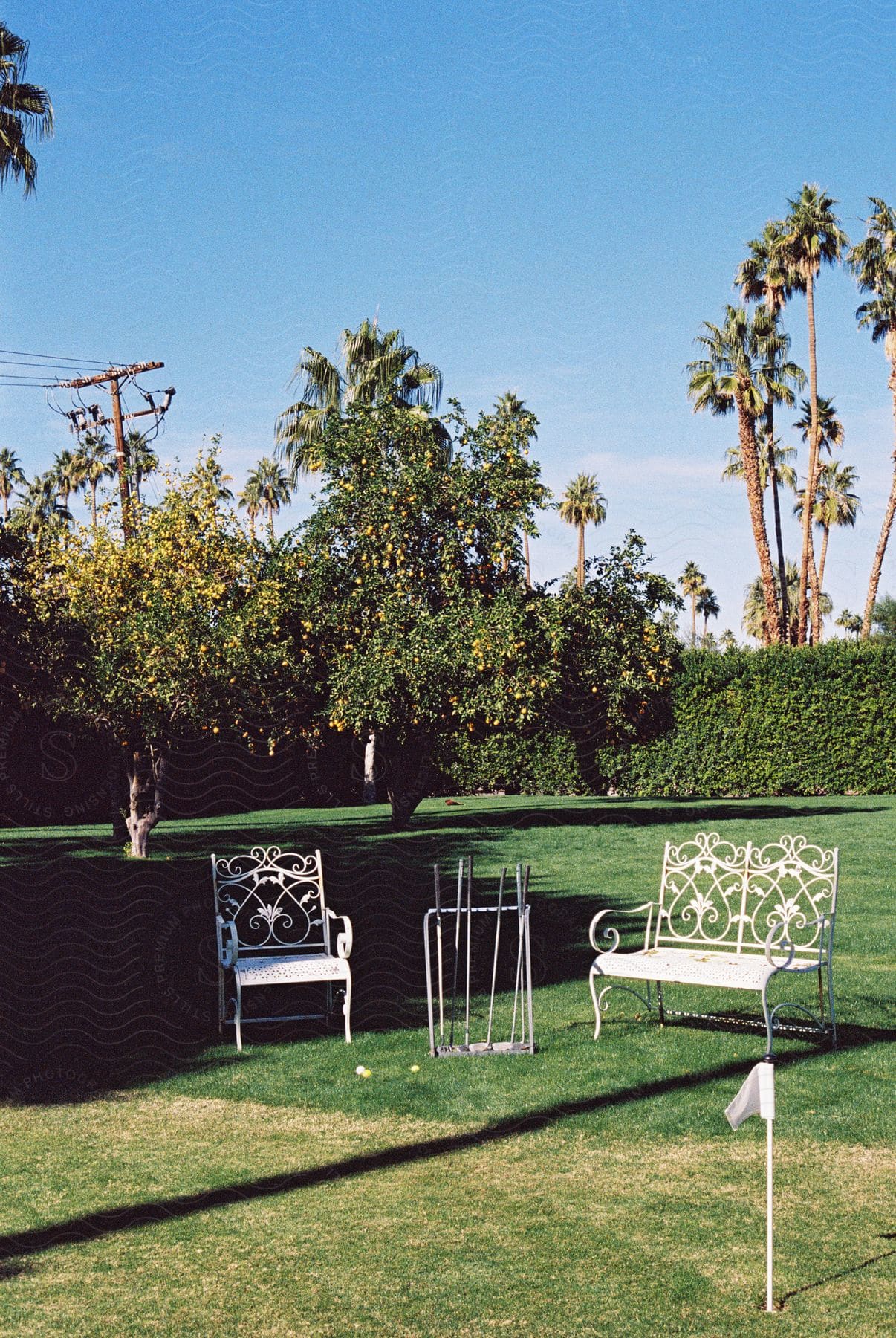Lawn chairs and golf clubs in a back yard surrounded by hedges and palm trees in the distance