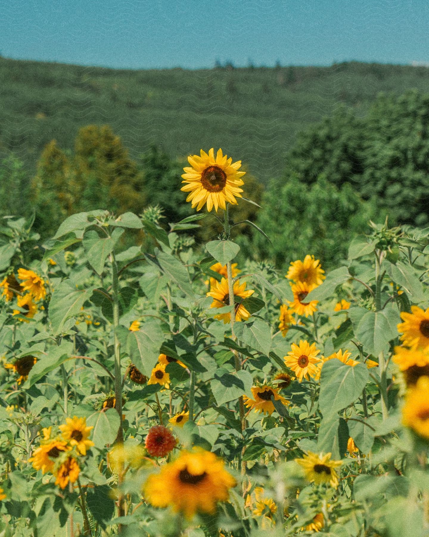 A sunflower outdoors on a sunny day