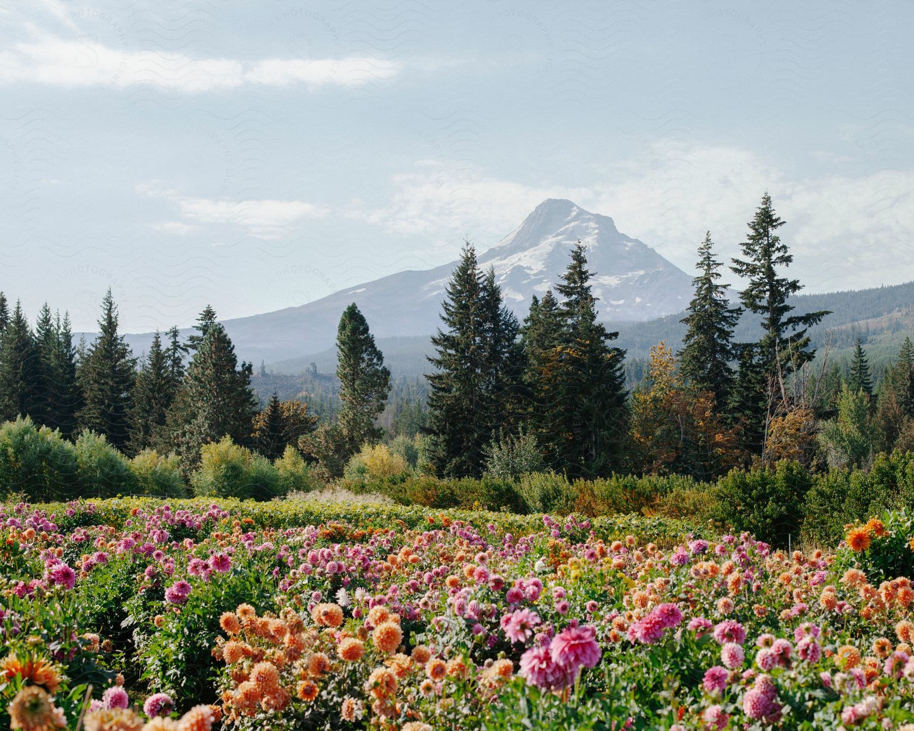 Flowers are blooming in the grass with a tall mountain seen in the horizon.