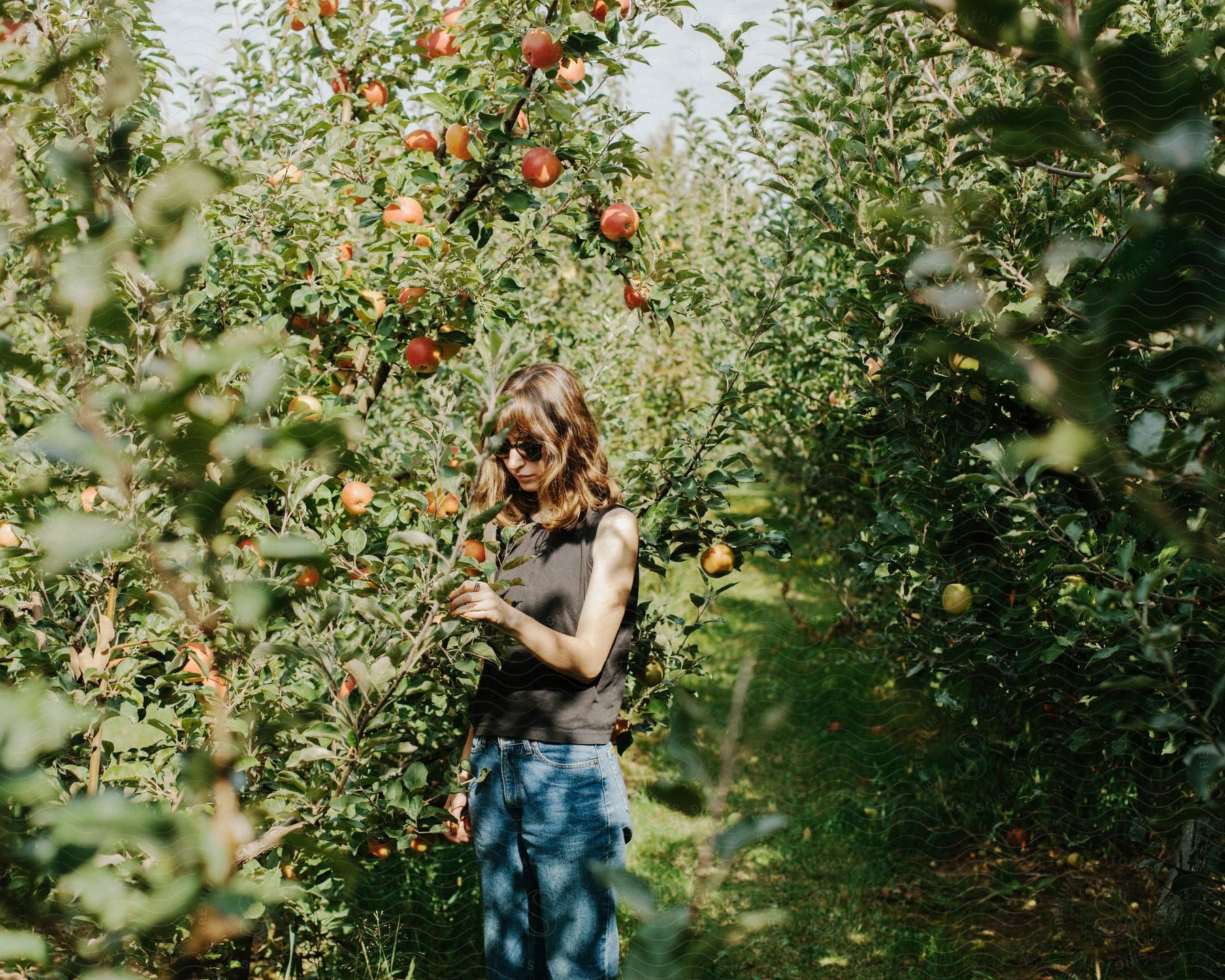 A woman is in an apple orchard, looking at the fruit on the trees.