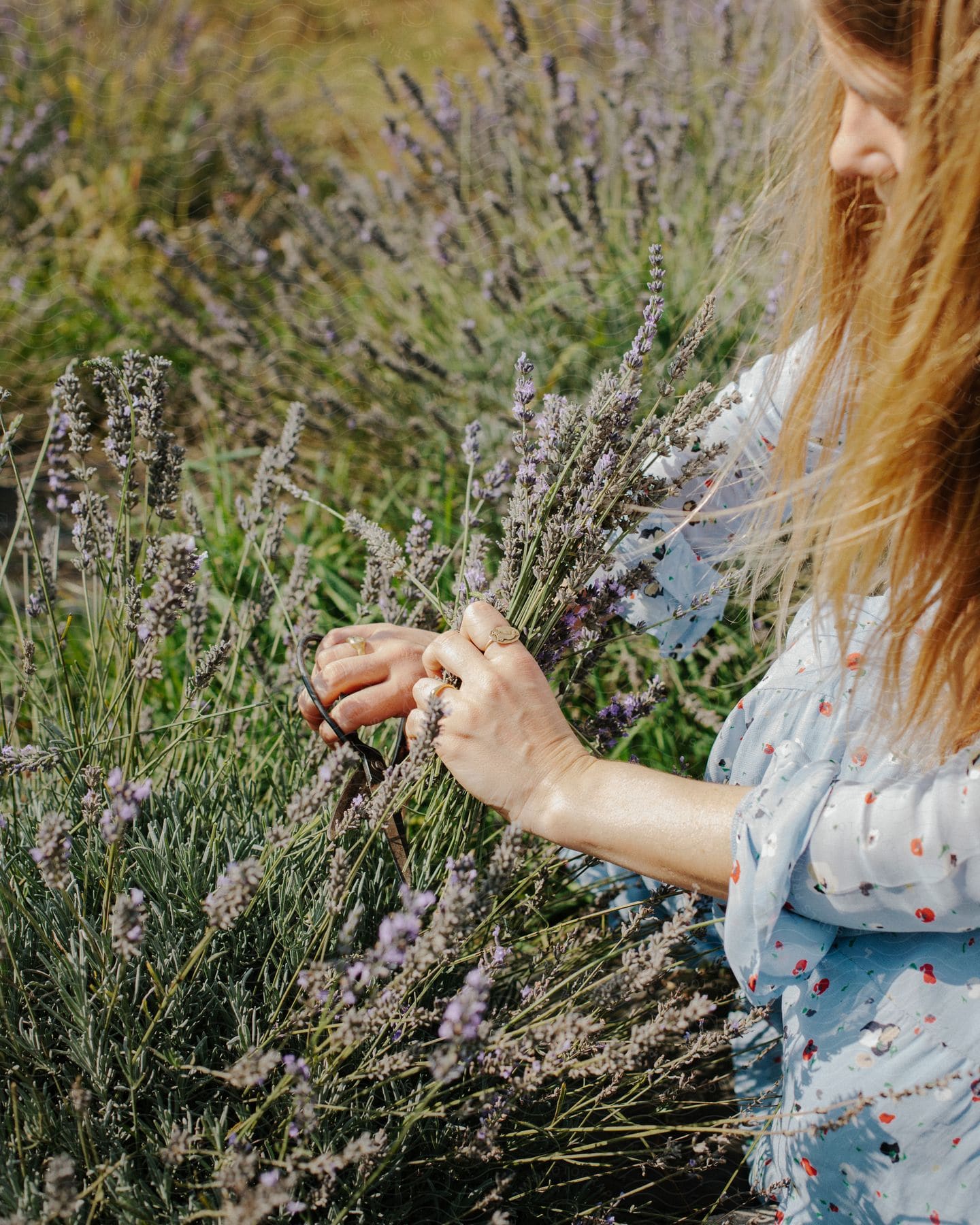 A young lady grabbing grassy flowers in a field