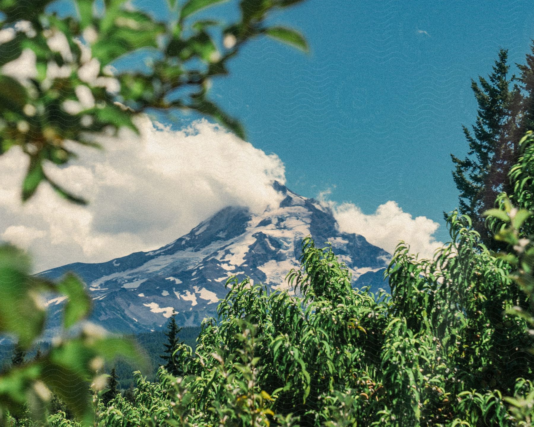 Snowy mountain under a blue sky with clouds and trees in the foreground.