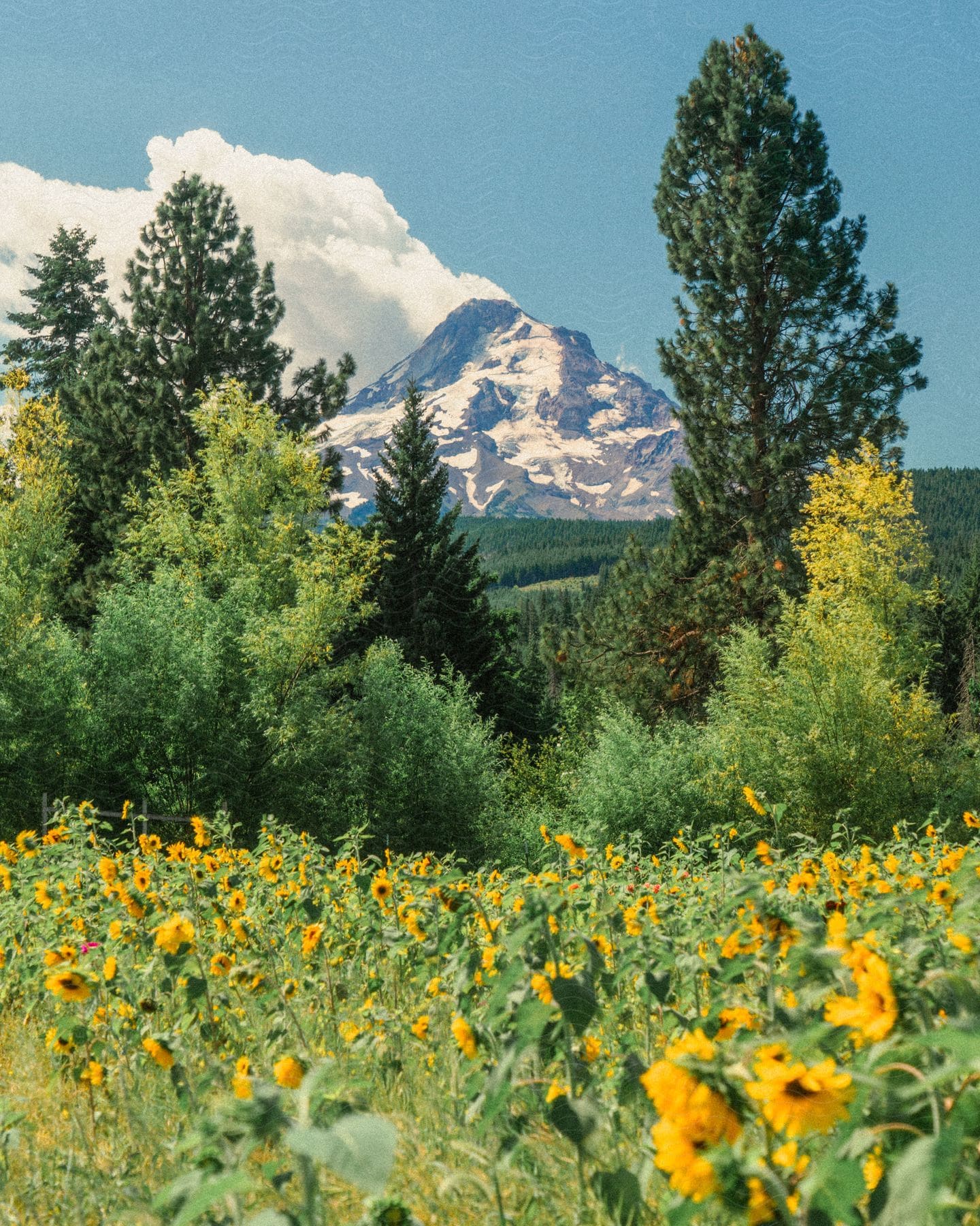 A field of yellow flowers with trees and a mountain range in the background.