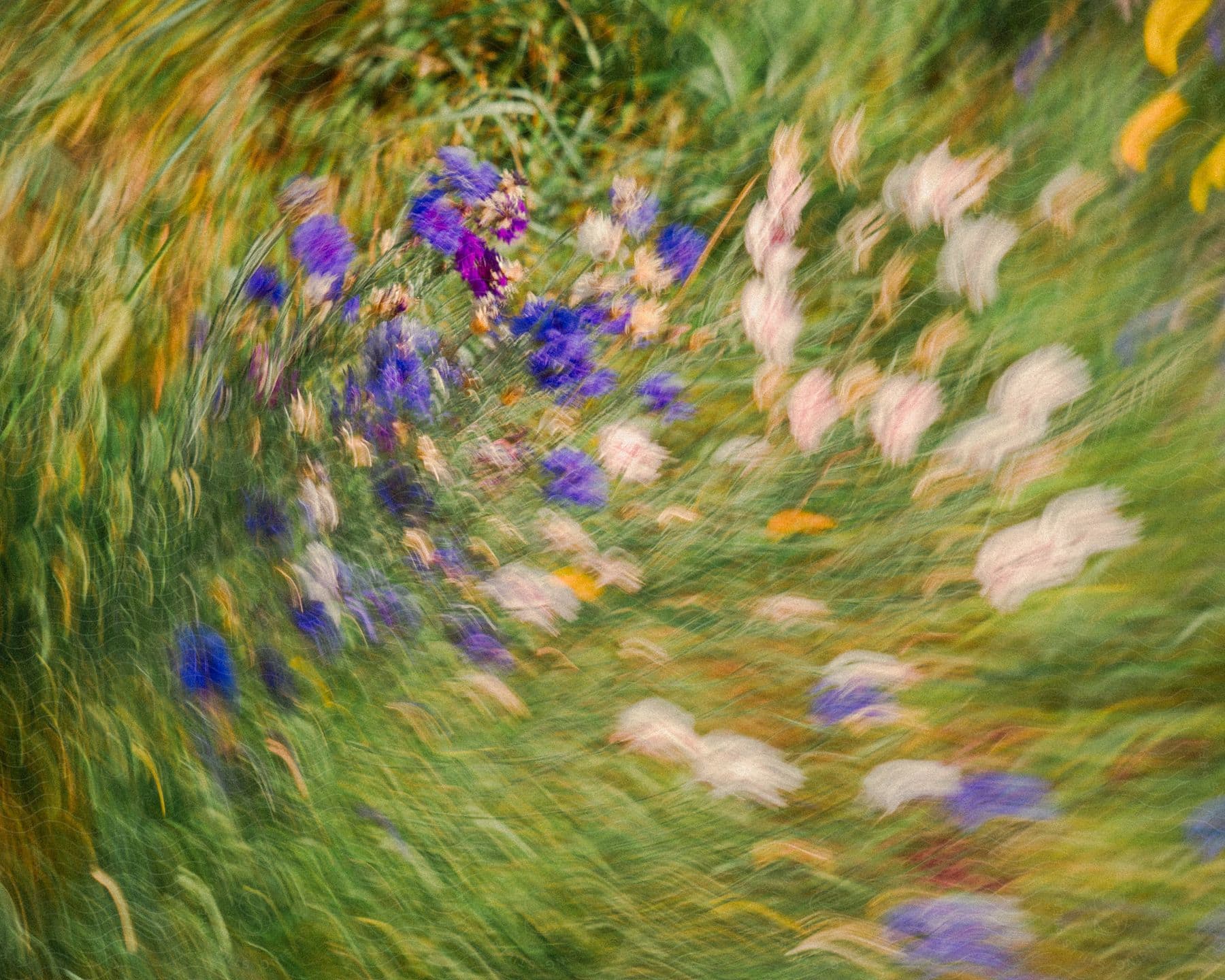 a garden with green plant and purple flowers