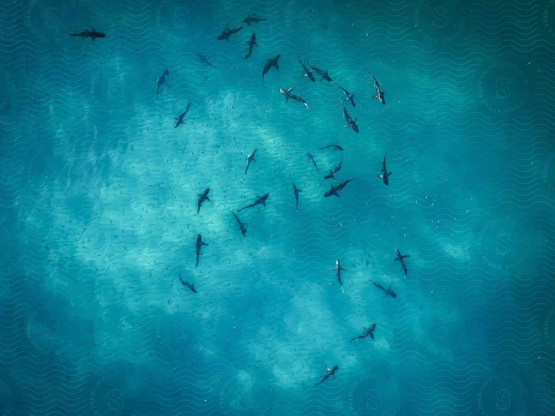 Aerial view of a school of sharks swimming in clear blue water