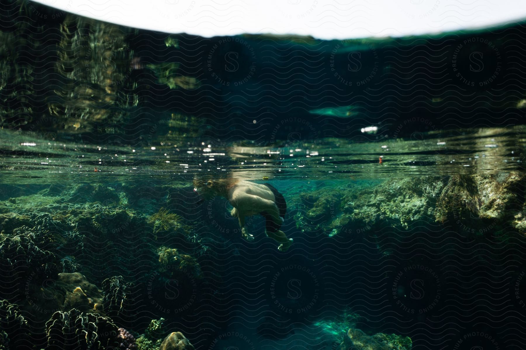 Man diving in a cenote with crystal clear waters during the day