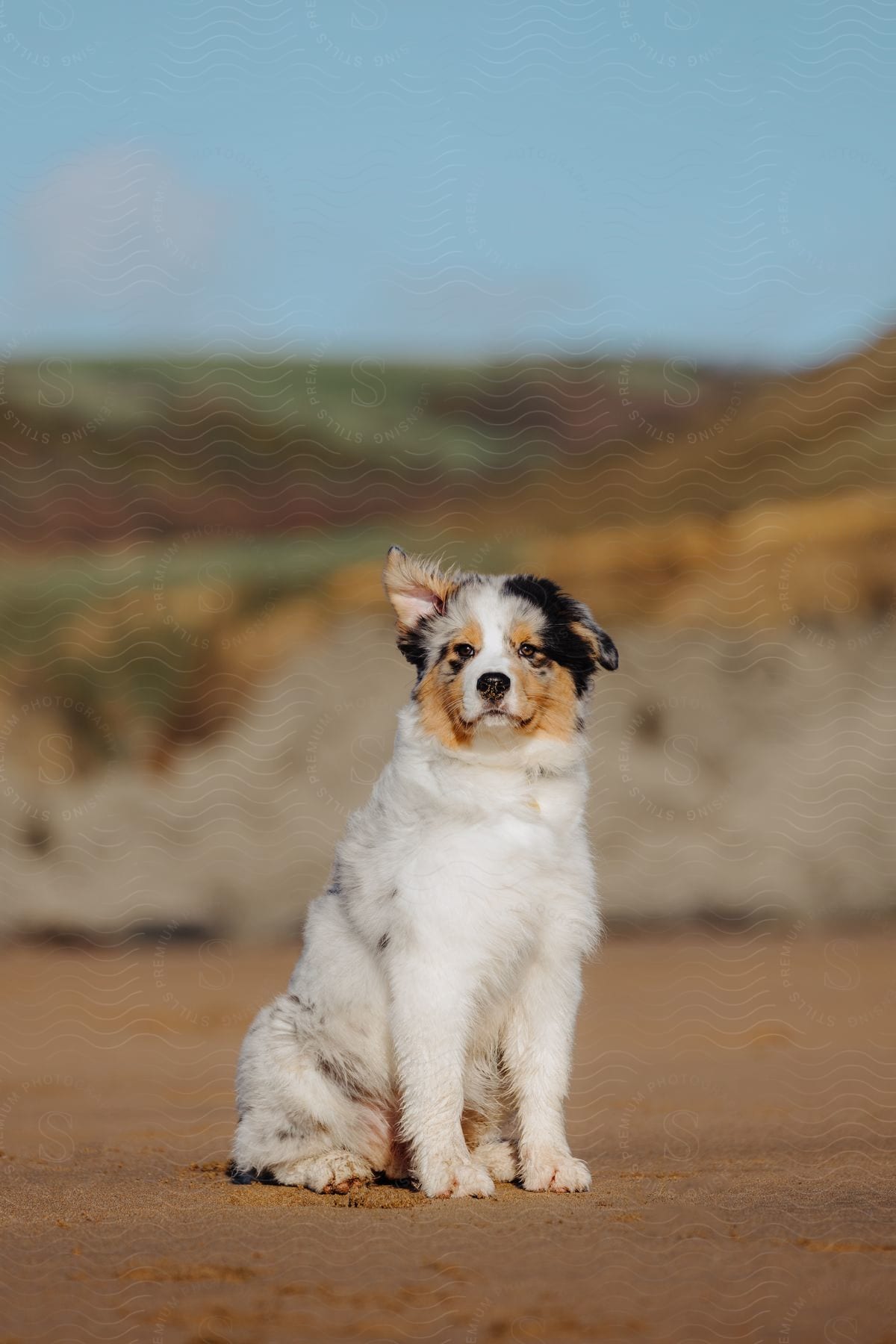 Australian Shepherd dog sitting on the sand.