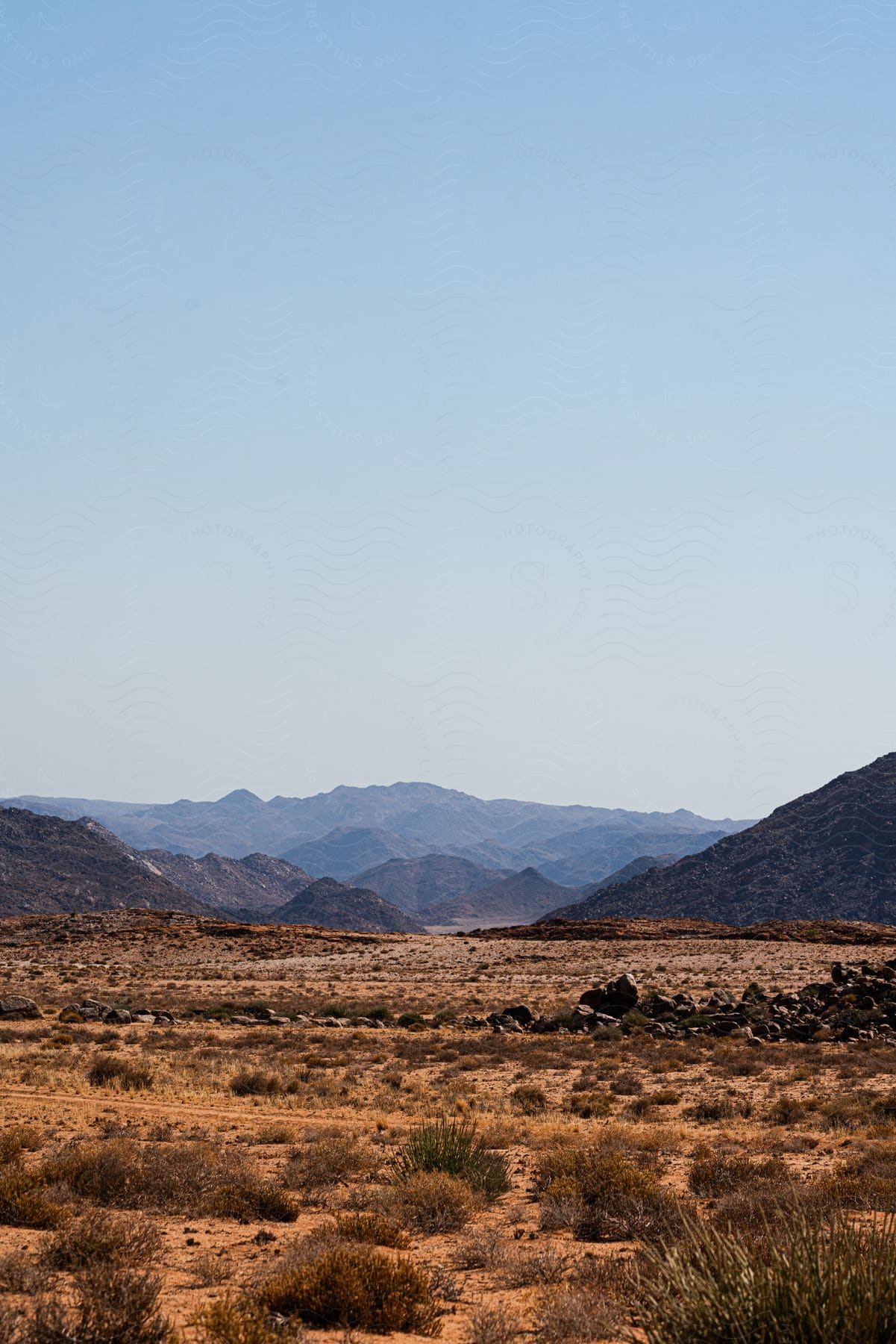 Landscape of desert vegetation with the silhouette of mountains around on a clear day