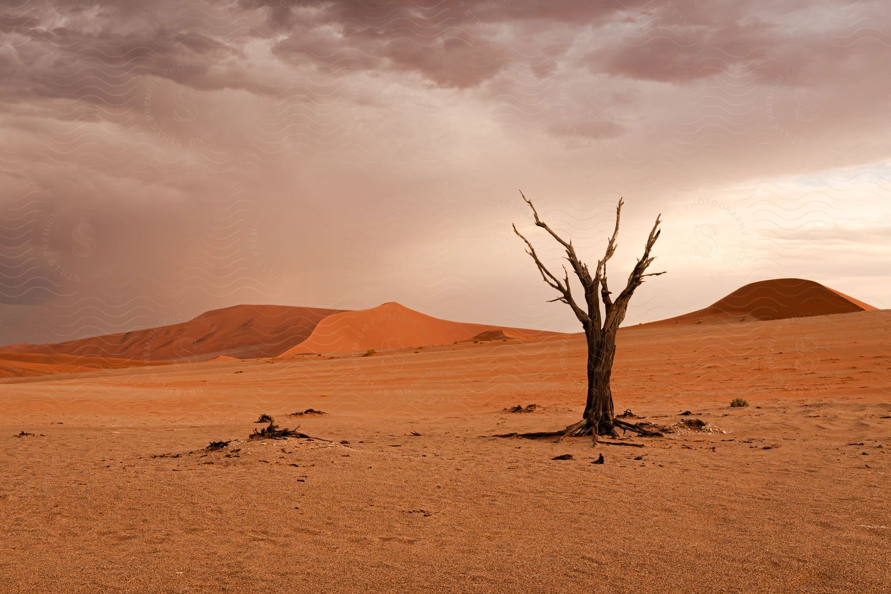 A desert scene with a lone dead tree and orange colored sand dunes and sand under a cloudy sky.