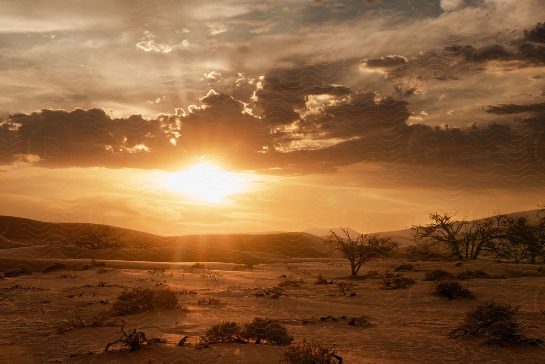 Landscape of a desert nature with dry vegetation and the orange sun on the horizon