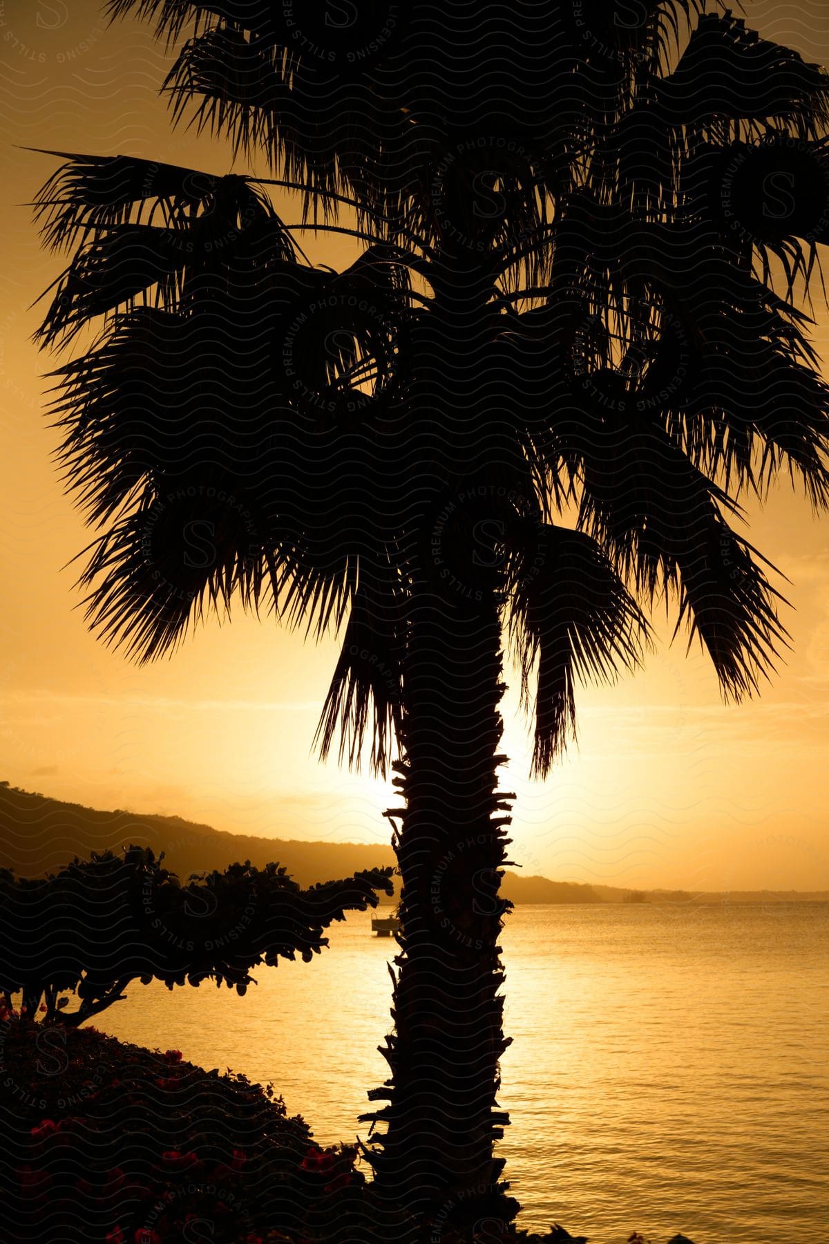 The amber sun is setting behind a palm tree over the water.