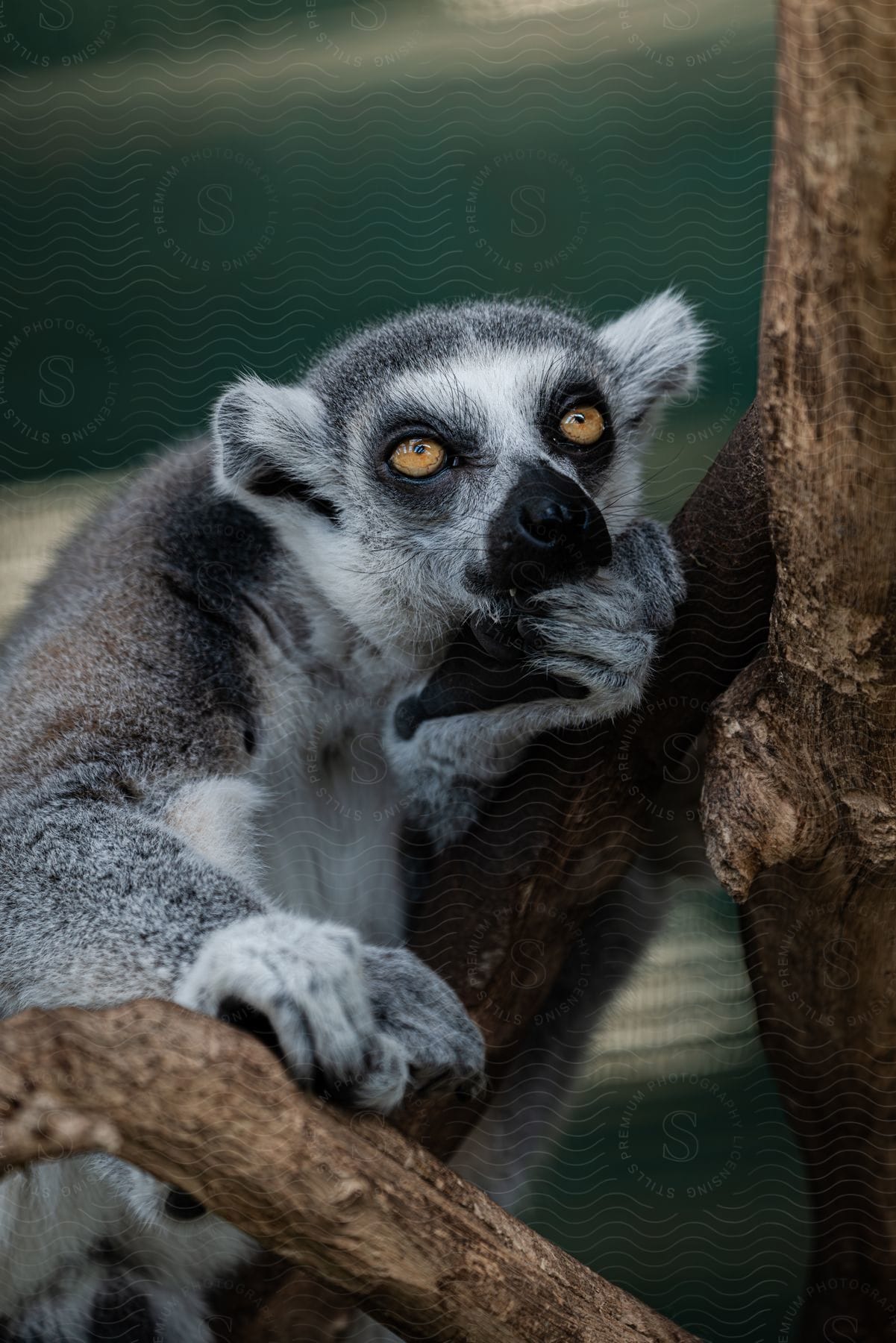 A Lemur sits on a tree branch during the day, placing its hands in its mouth.