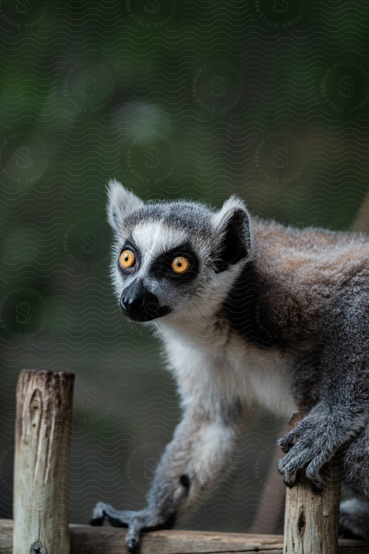 A lemur is staring off to the side with its bright yellow eyes as it holds onto a piece of wood.