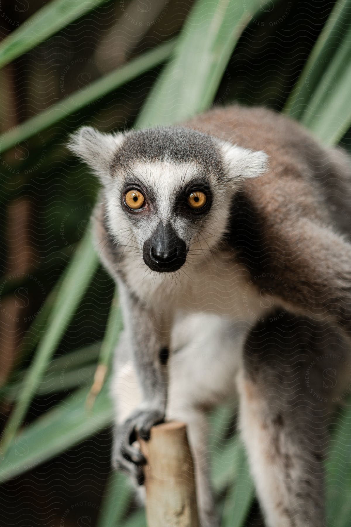 Ring-tailed lemur perched on a branch amidst green leaves