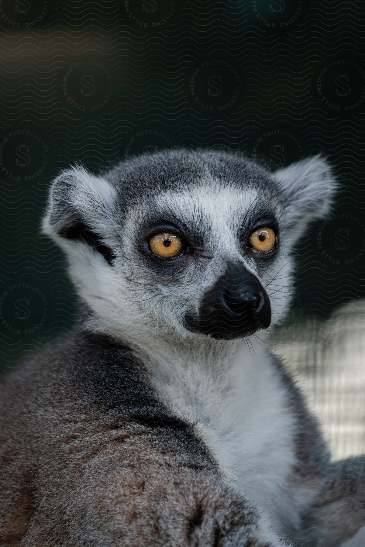 Lemur with yellow eyes and gray fur against a blurred dark background.