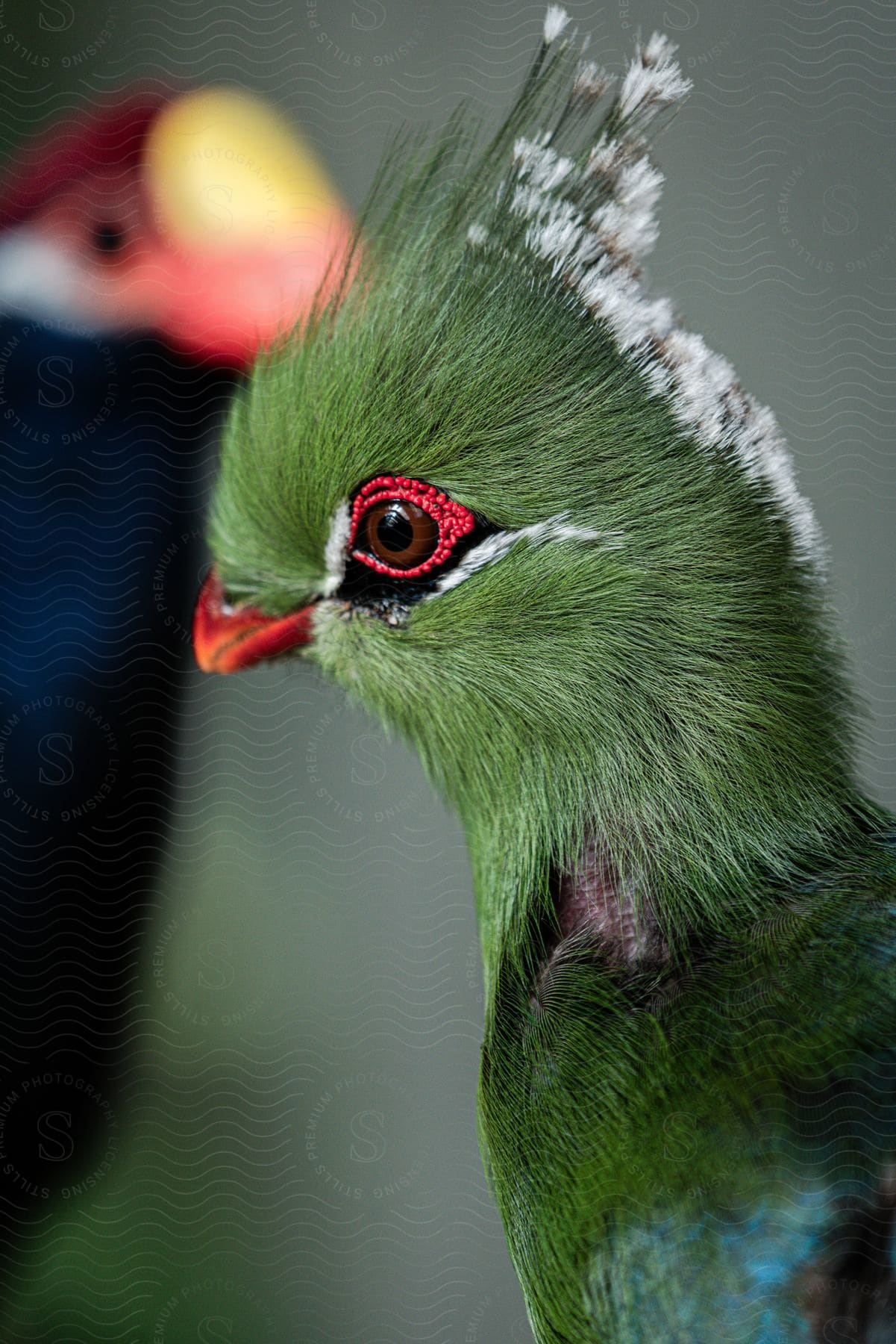 Exotic Livingstone Turaco bird with vibrant green plumage and red details around the eyes and another blurred bird in the background.