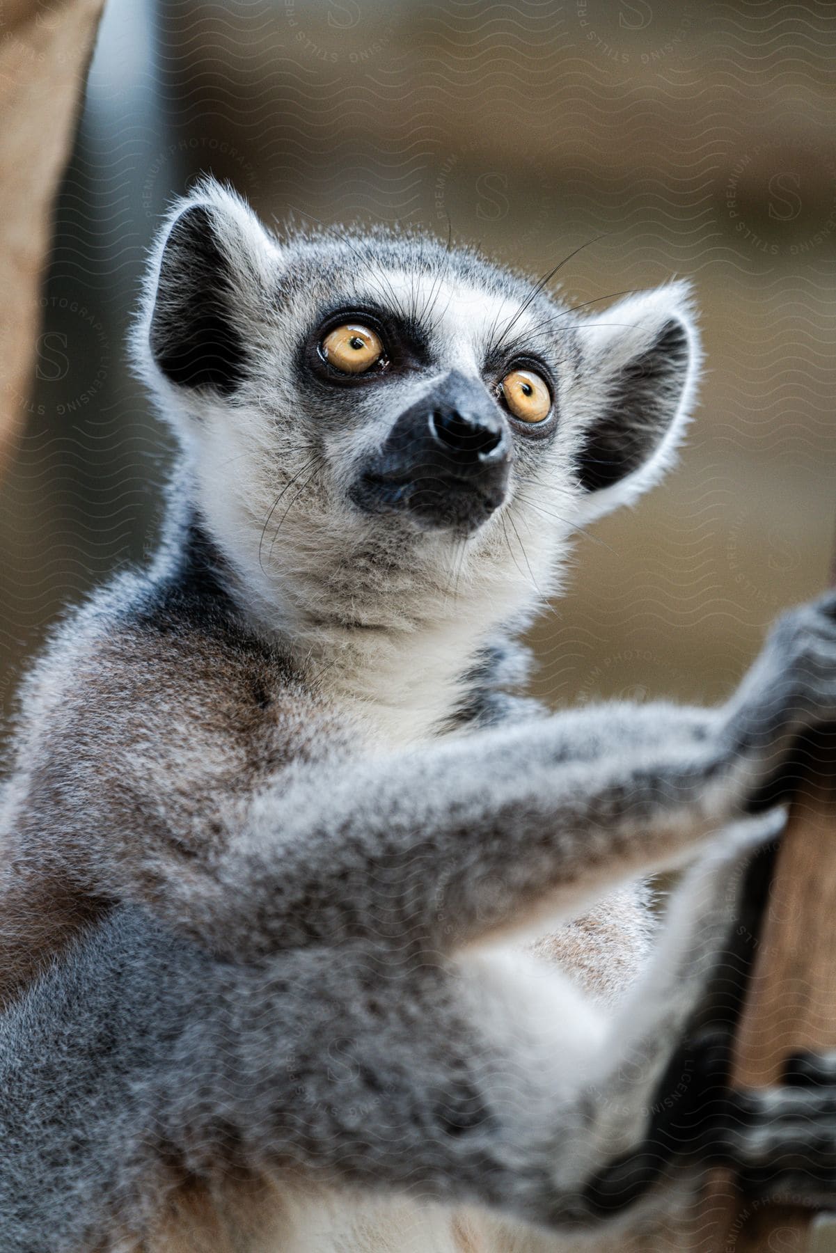 Lemur with yellow eyes and gray fur clinging to a branch with a blurred background.