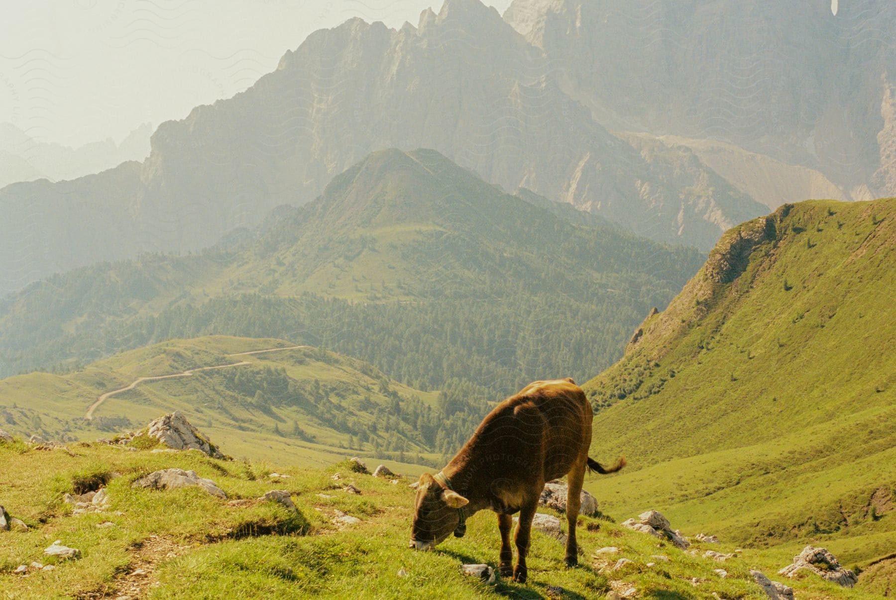 A wild cow on a hill is eating grass from the ground in a mountainous region