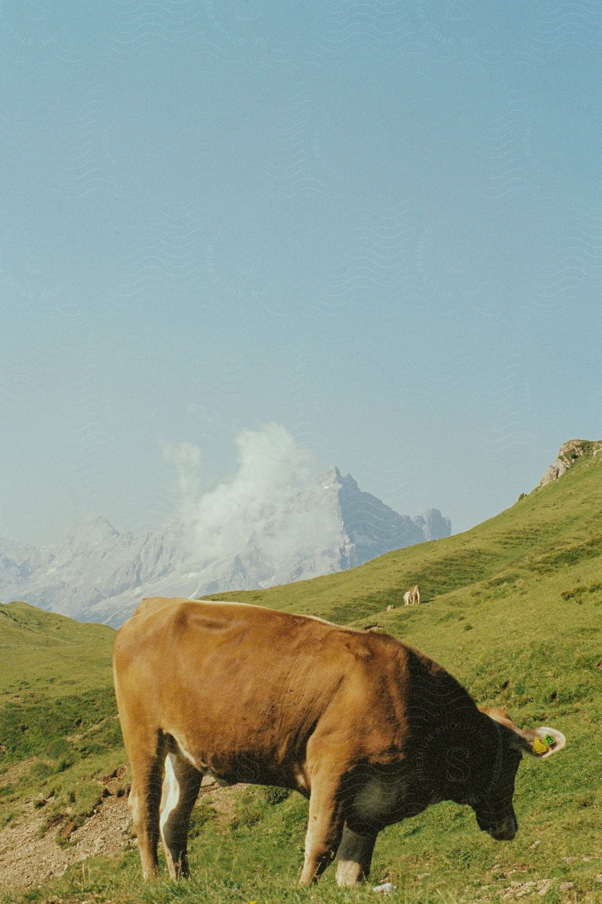 A brown cow grazing on a hill covered in plain green grass during the day.