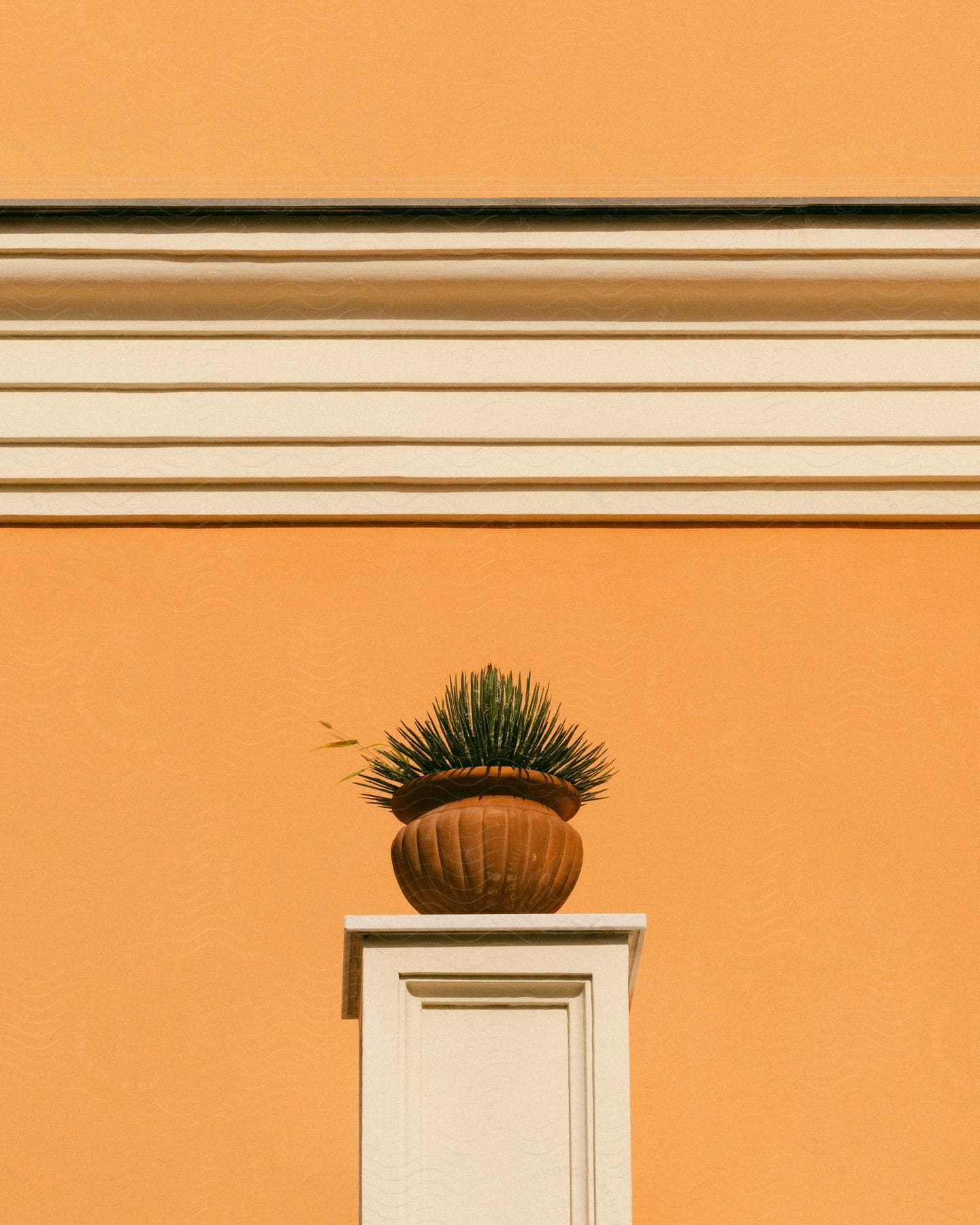 Plant perched in a brown clay pot on a white pedestal against an orange wall.