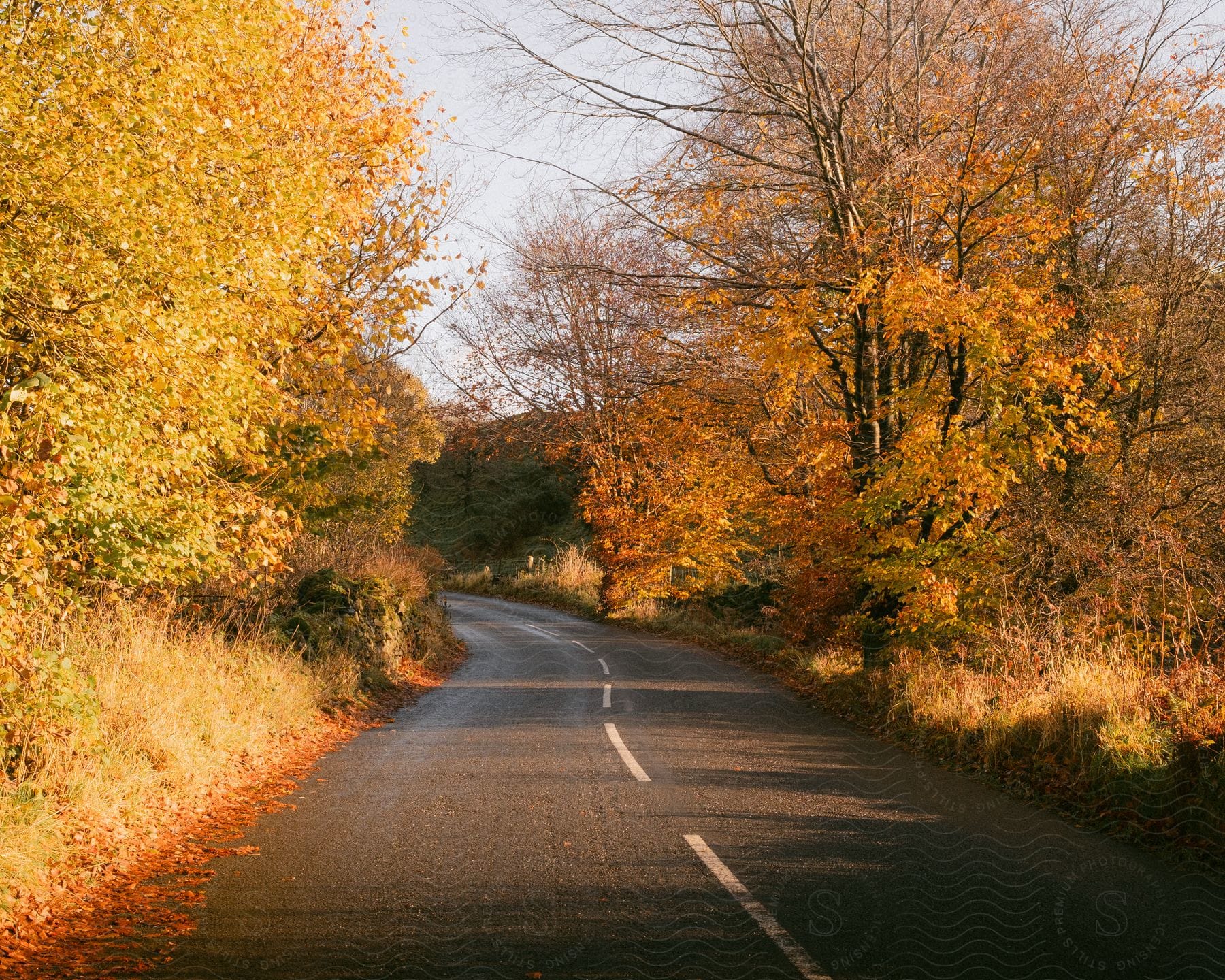 An asphalt street in an environment with trees on the side that have yellowed leaves