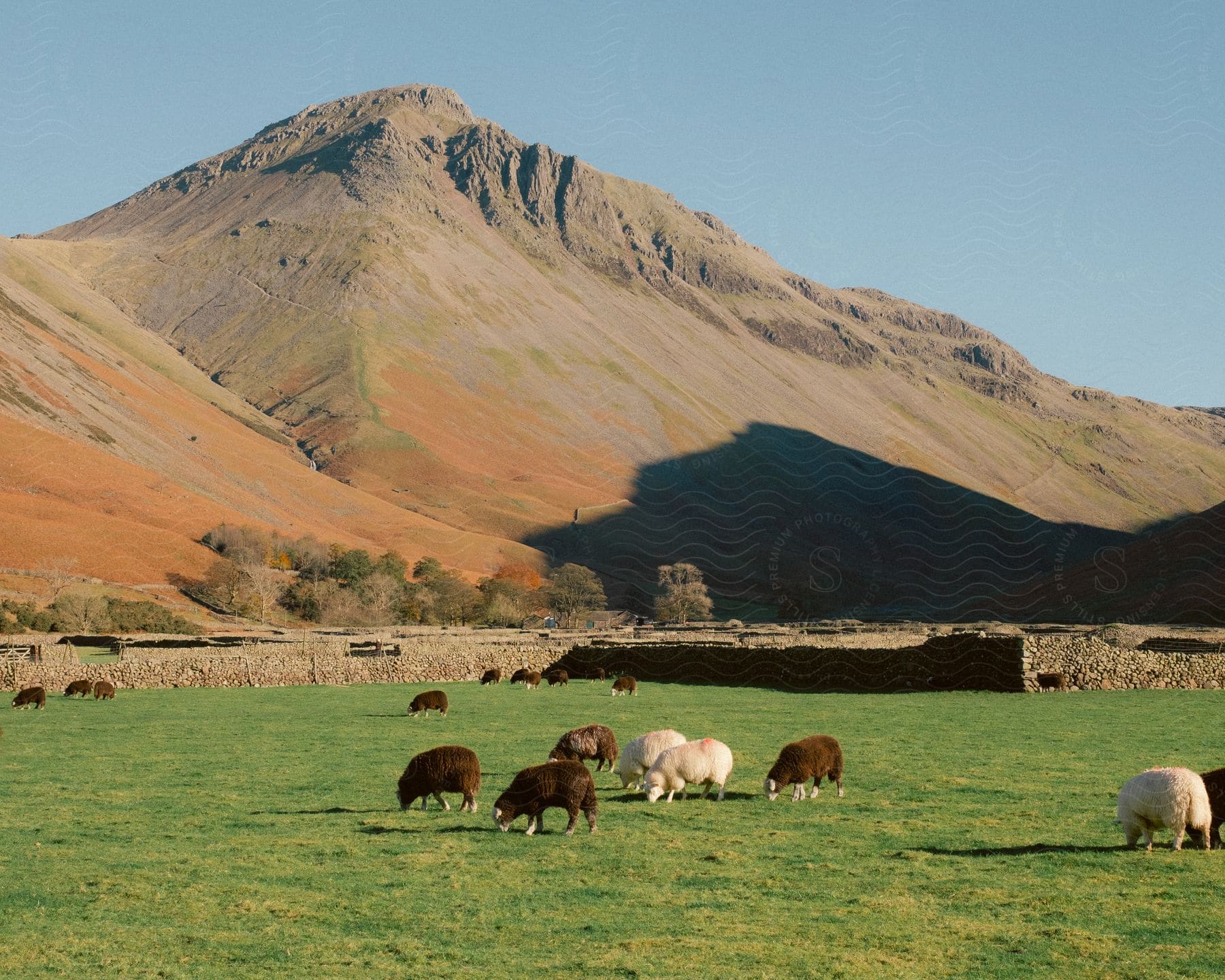 A group of sheep outdoors on a sunny day grazing.