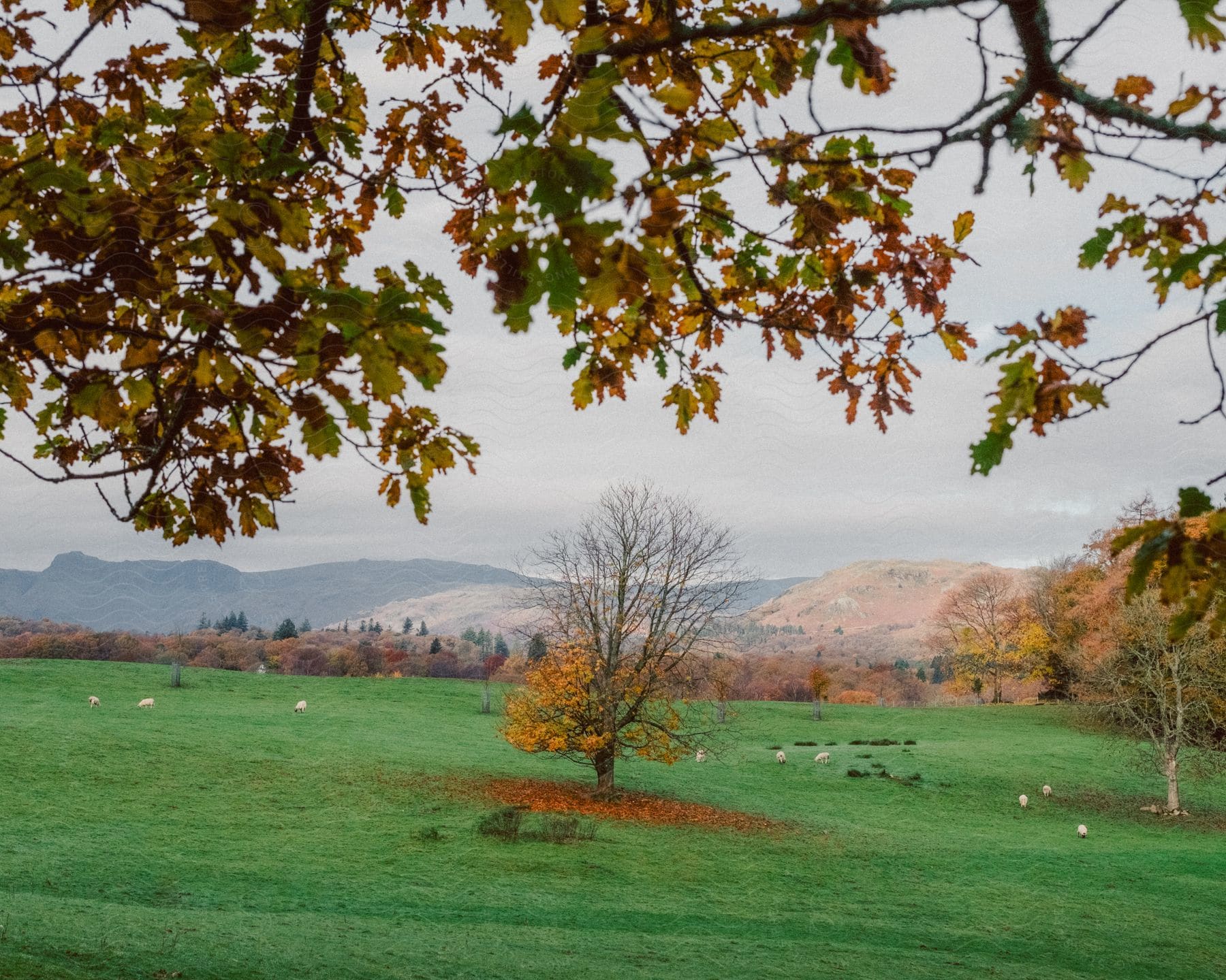 Natural, greenish field with animals and the silhouette of mountains on the horizon on a cloudy day