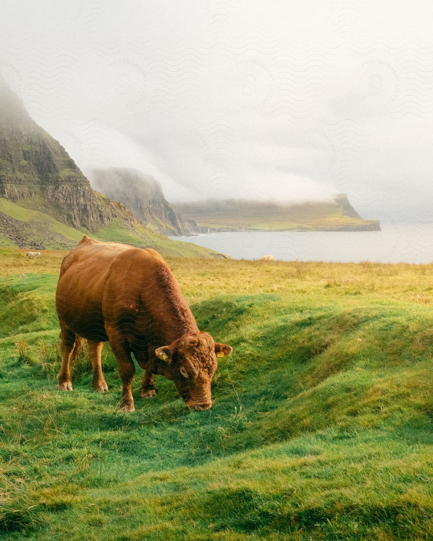 A brown cow grazing in a lush green field, with steep, Rocky Mountains in the background and a lake visible to the right.