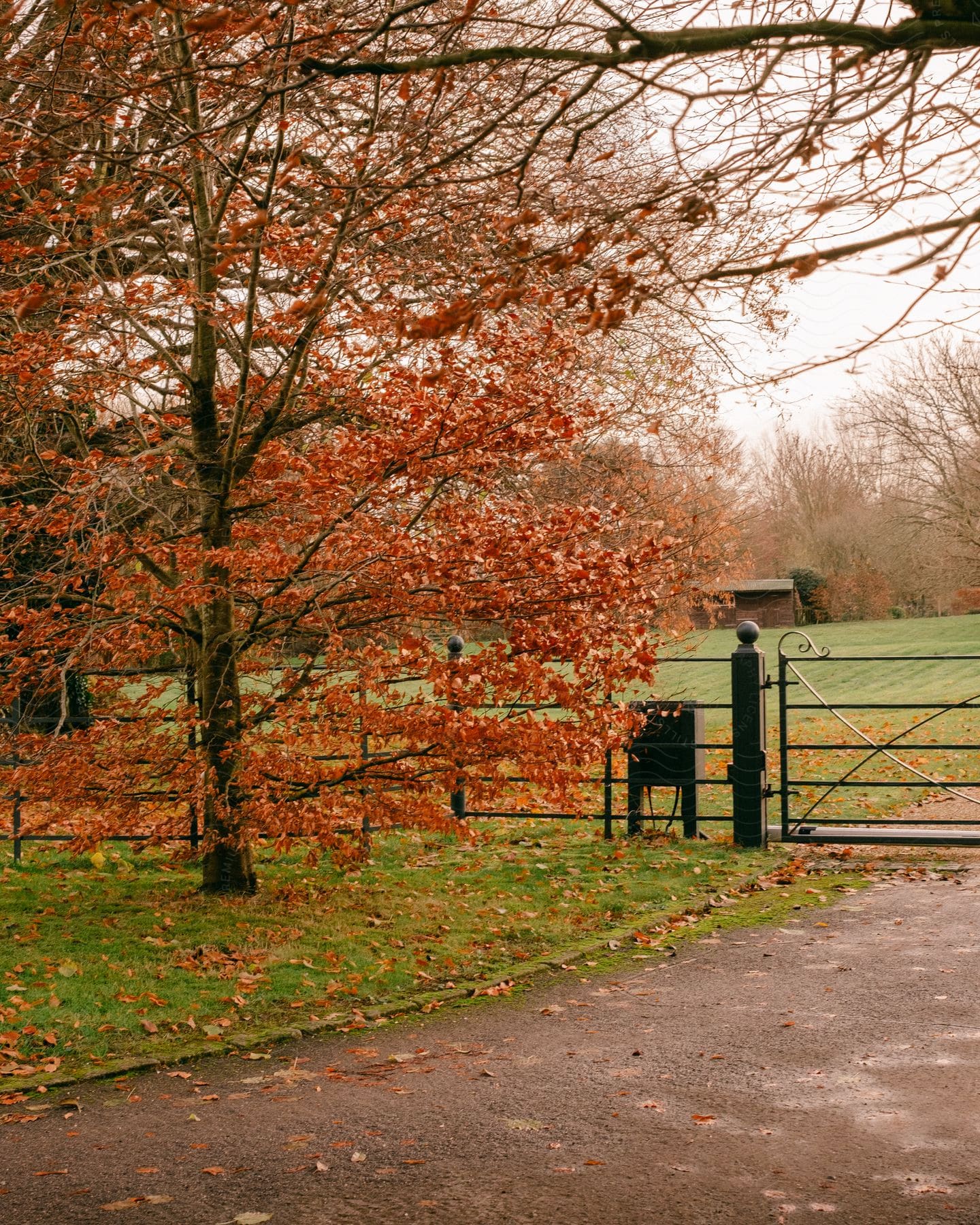 Landscape of a rural field surrounded by trees with red flowers on a cloudy day