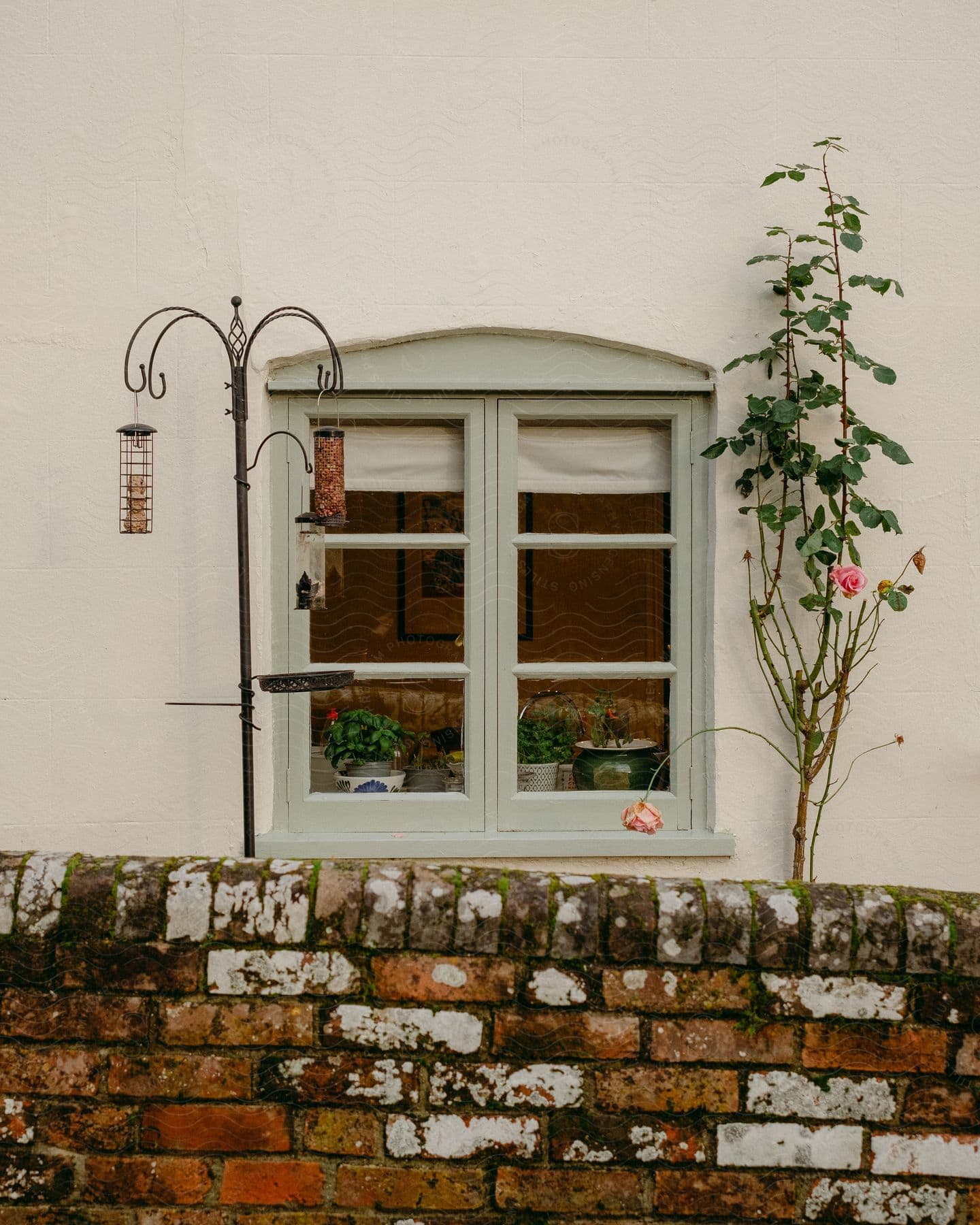 Window with a rose plant and vintage lantern against a white wall.