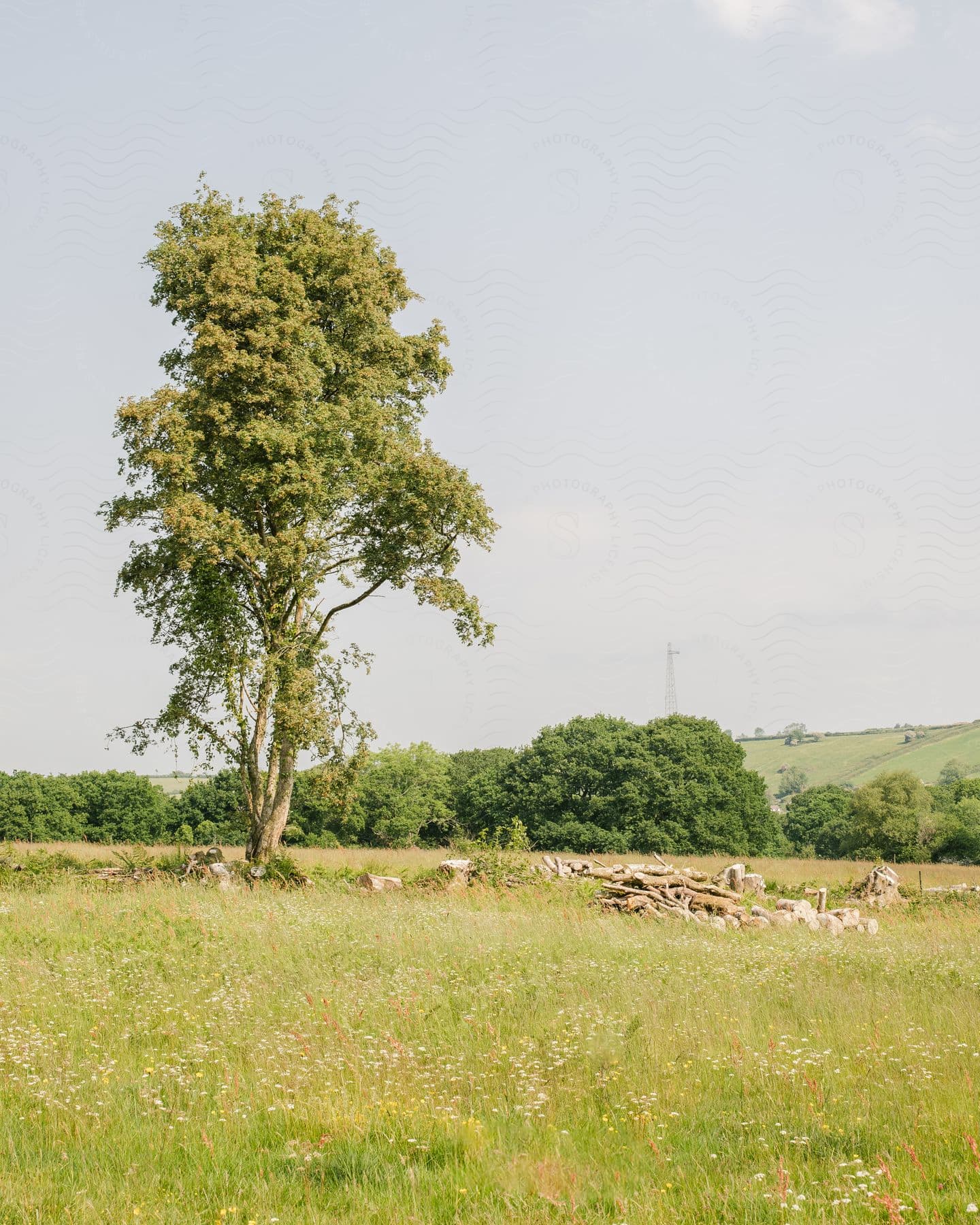 Field with grass and natural plants and a tree in the background on the horizon agricultural hills