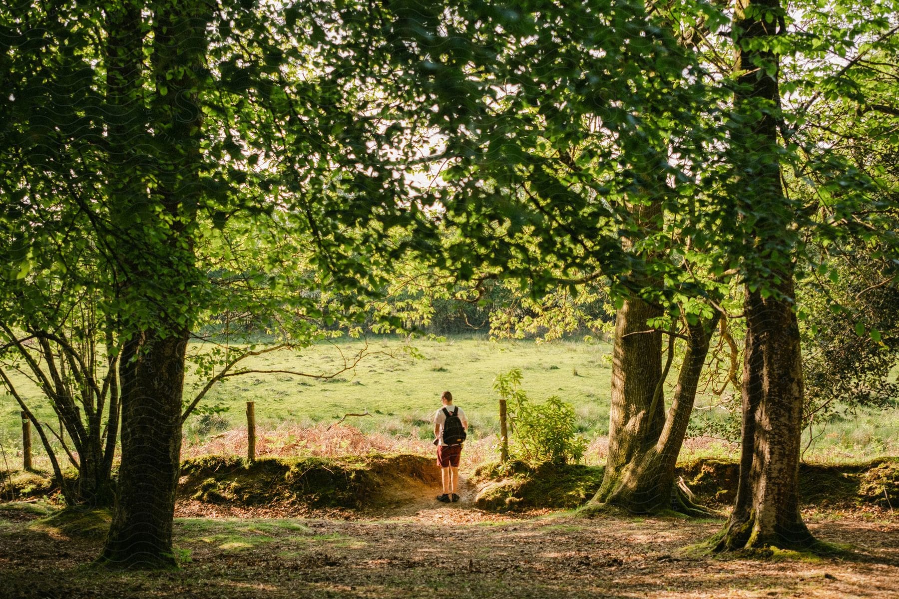 A person wearing a backpack stands with his back to three large trees and is facing a field of green grass with a wooden fence