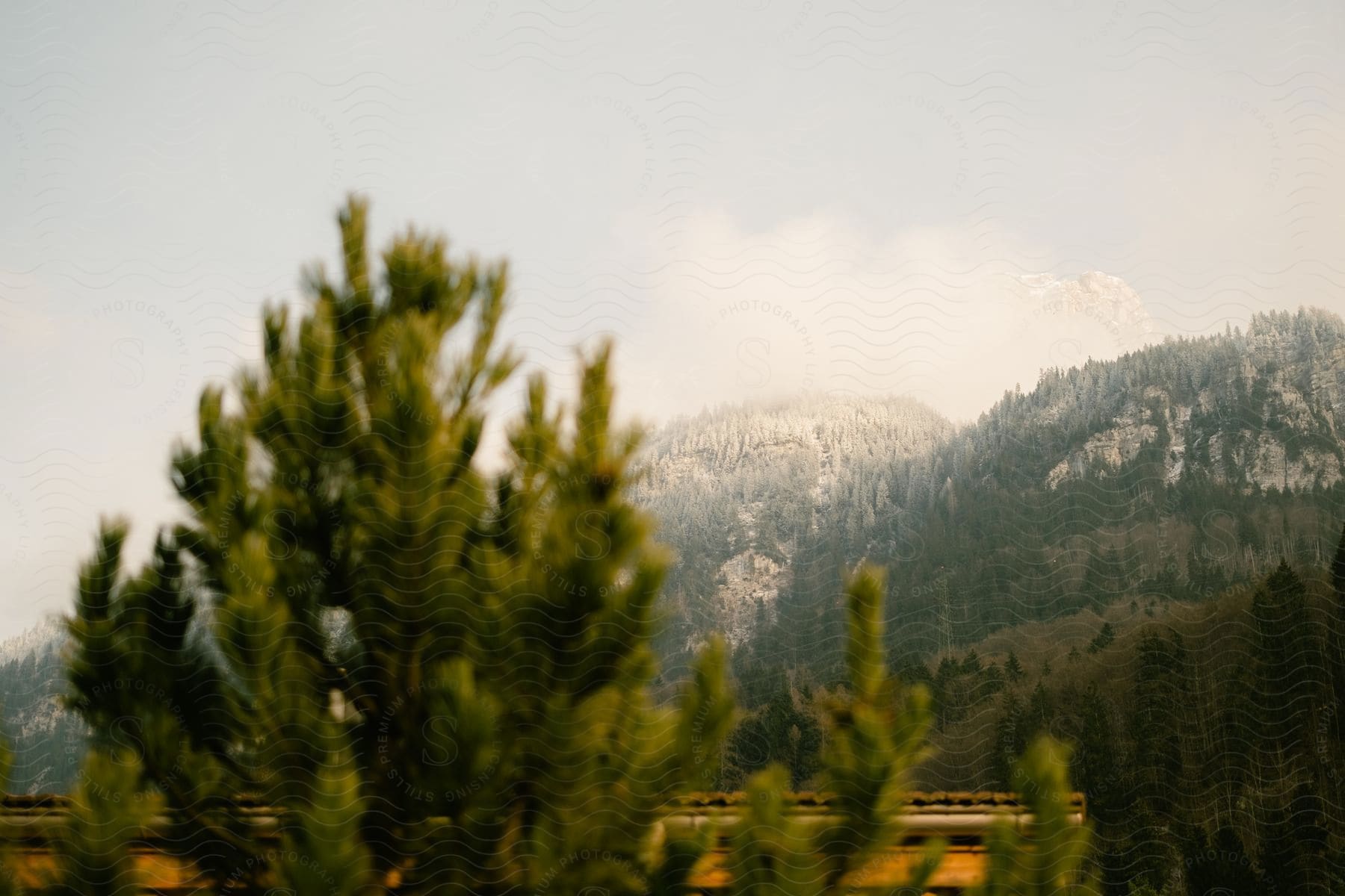 Natural landscape with trees in the foreground and wooded mountains in the background.