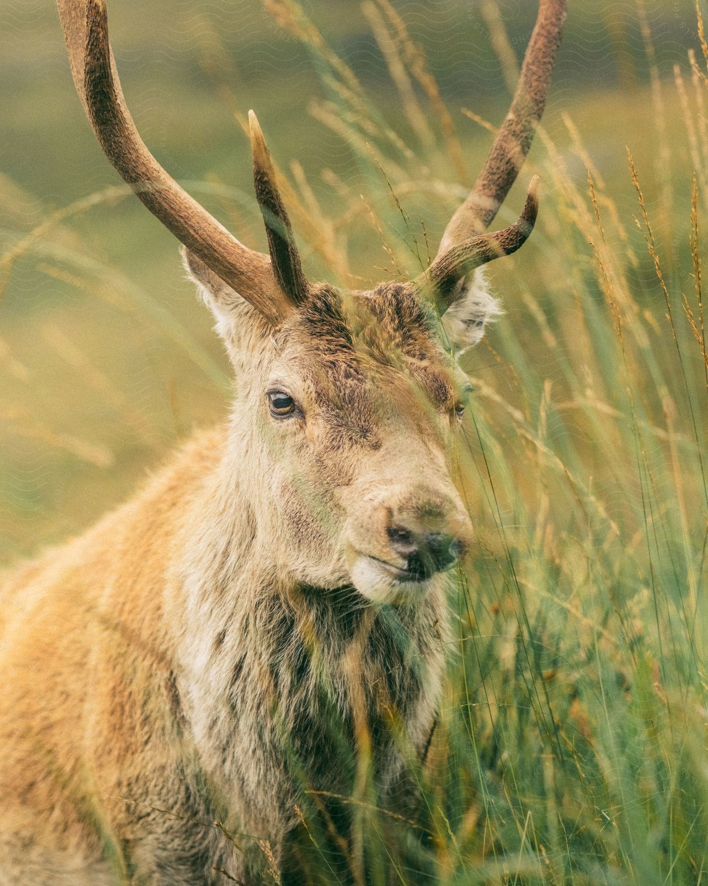 A caribou stands in a tall green grassland on a summer day.