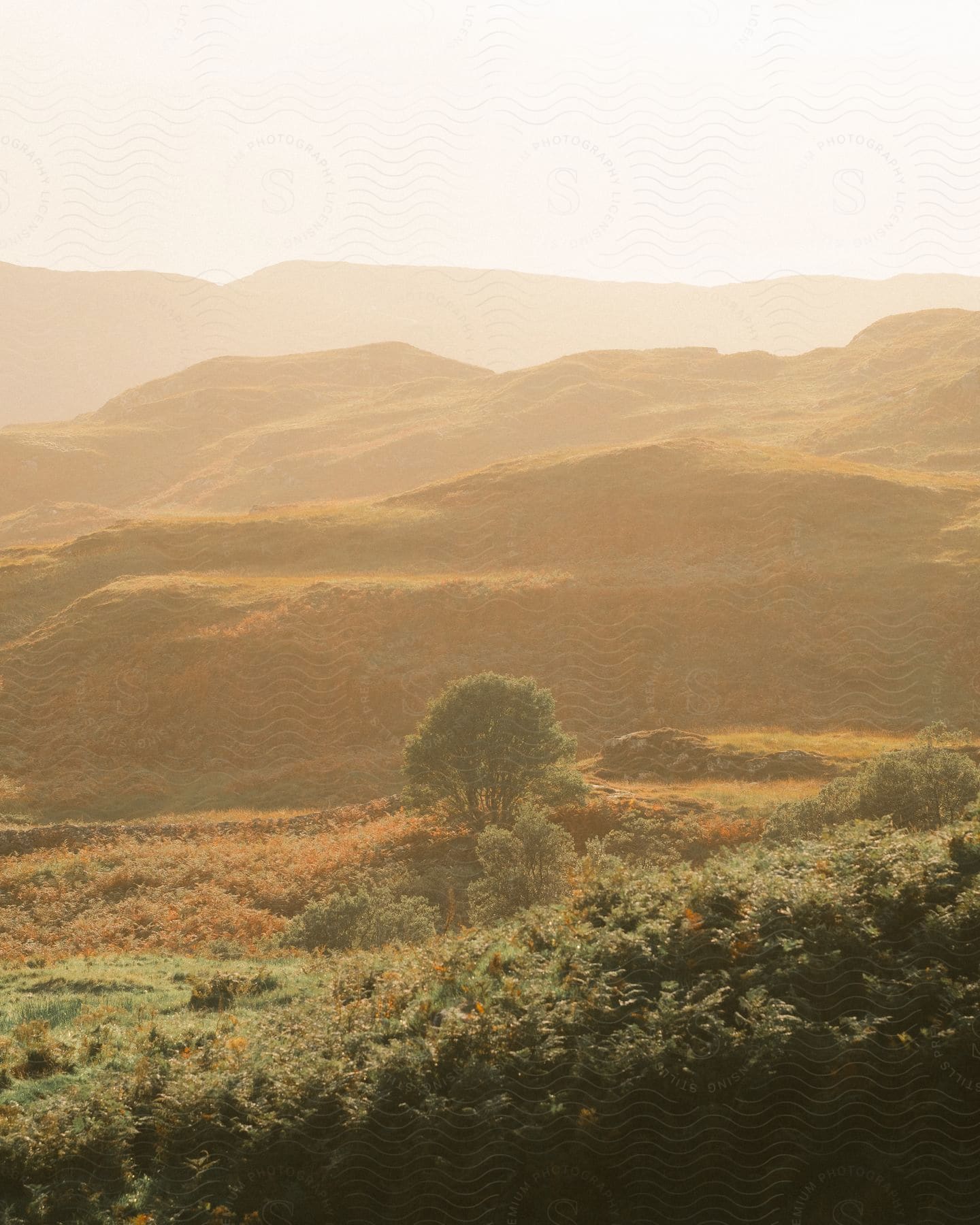 An image of grass land during fall