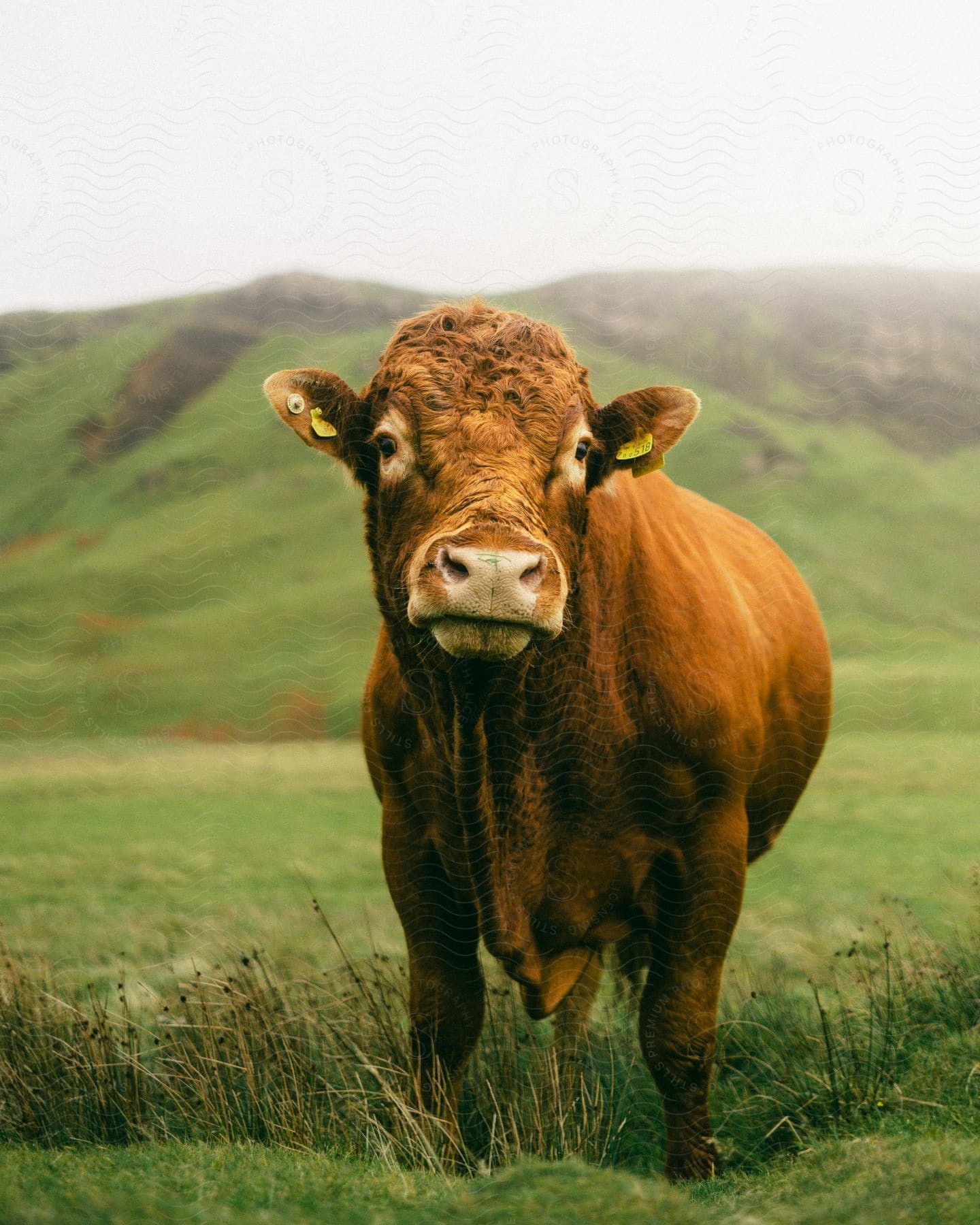 A brown cow stands in a grassland with green hills behind it.