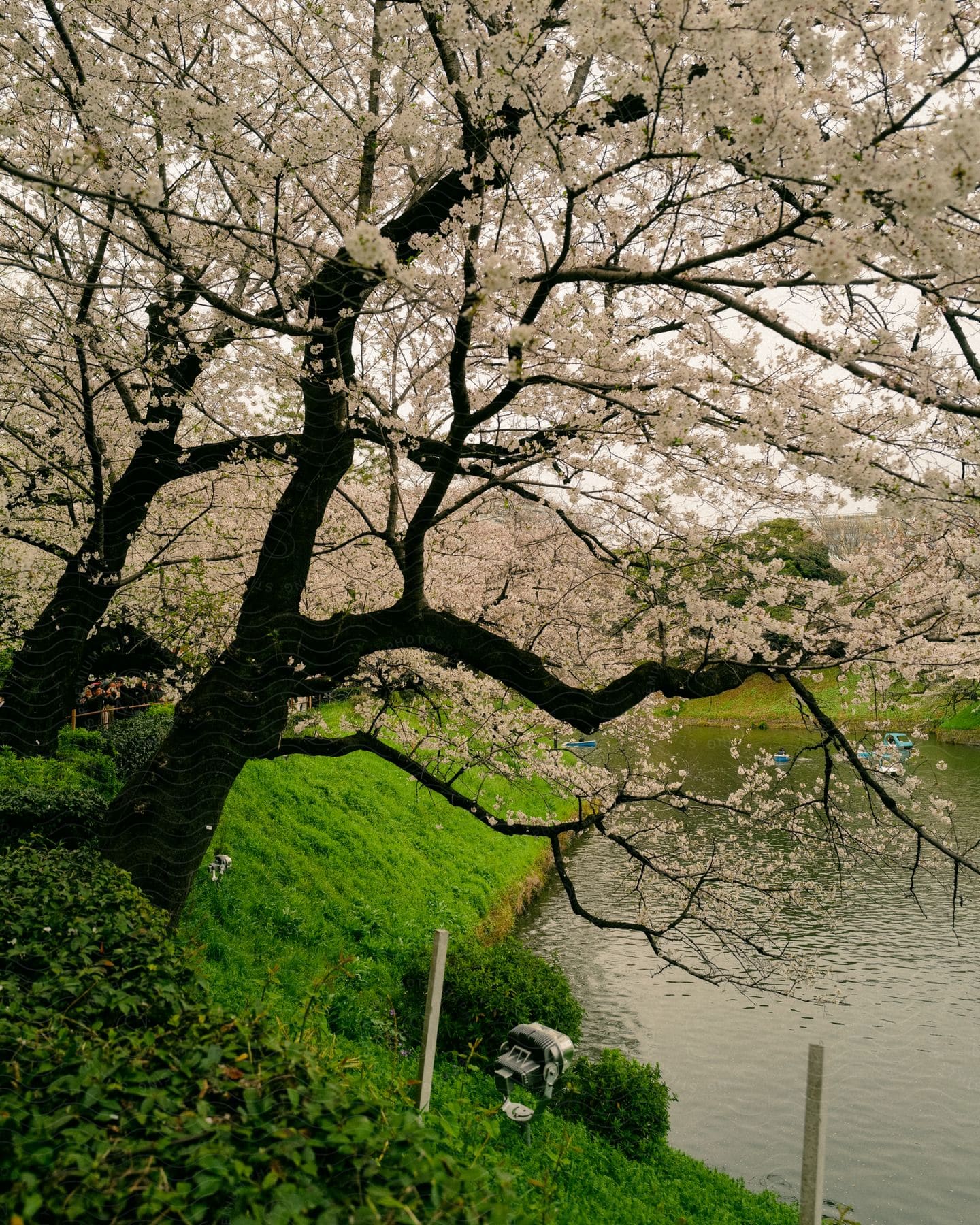 Light pink blooms cover the trees next to a river on a spring day.