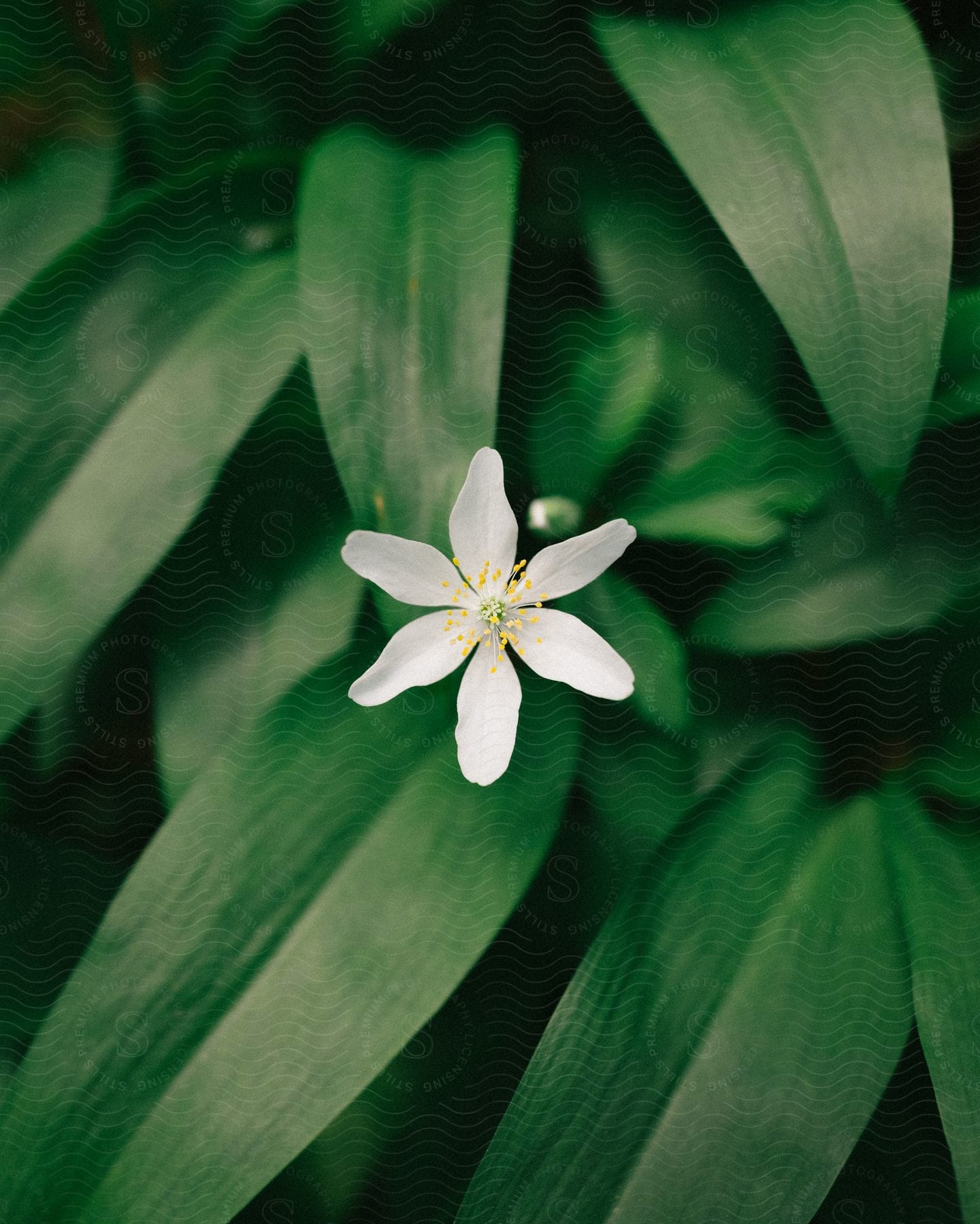 A delicate white flower with a bright yellow center blooms amidst lush green leaves.