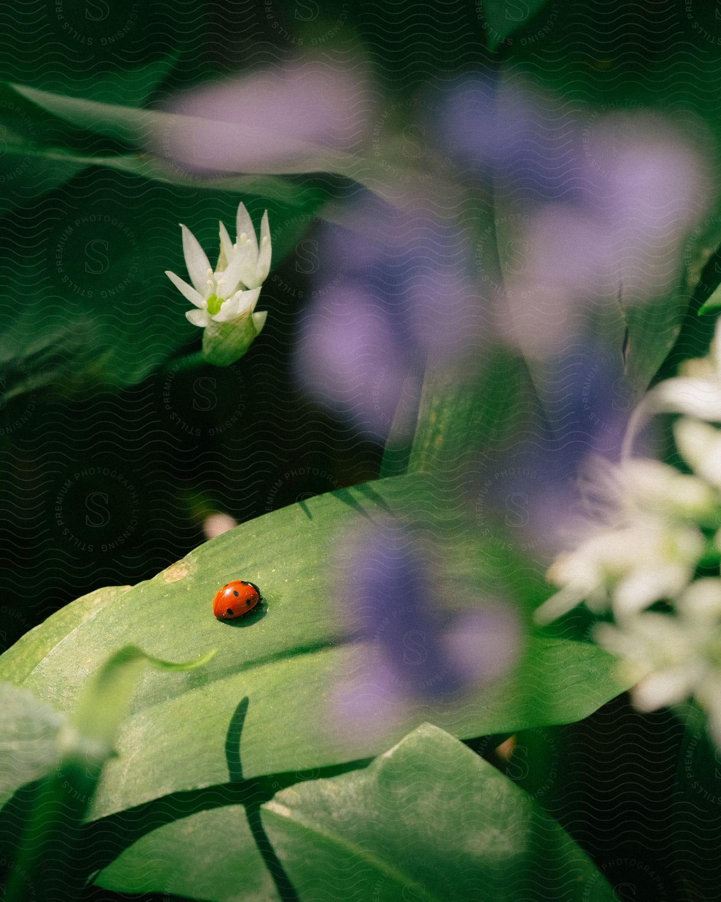 A ladybug on a green leaf with flowers